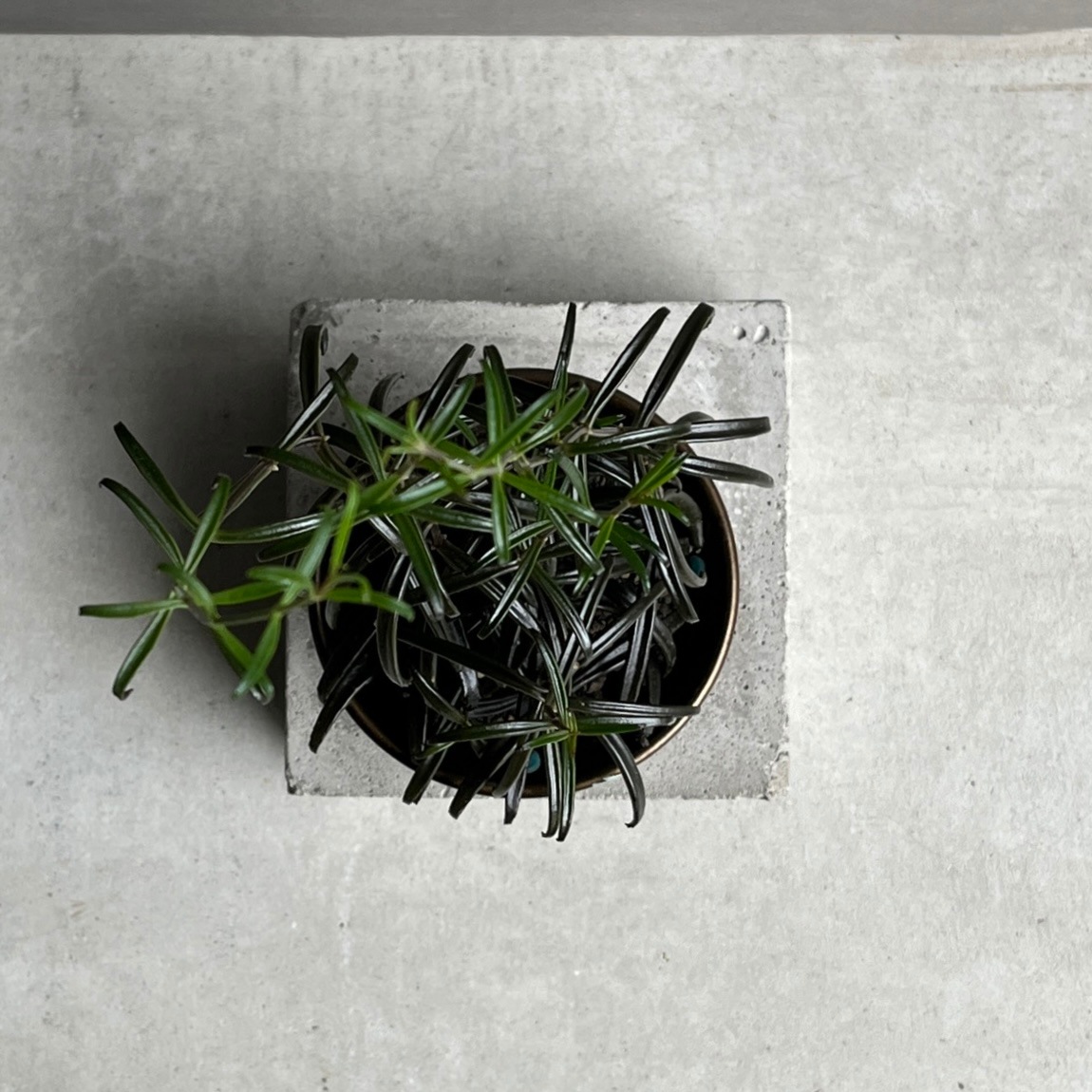 黒錦蝶 カランコエ Kalanchoe beauverdii｜つる性 多肉植物 観葉植物