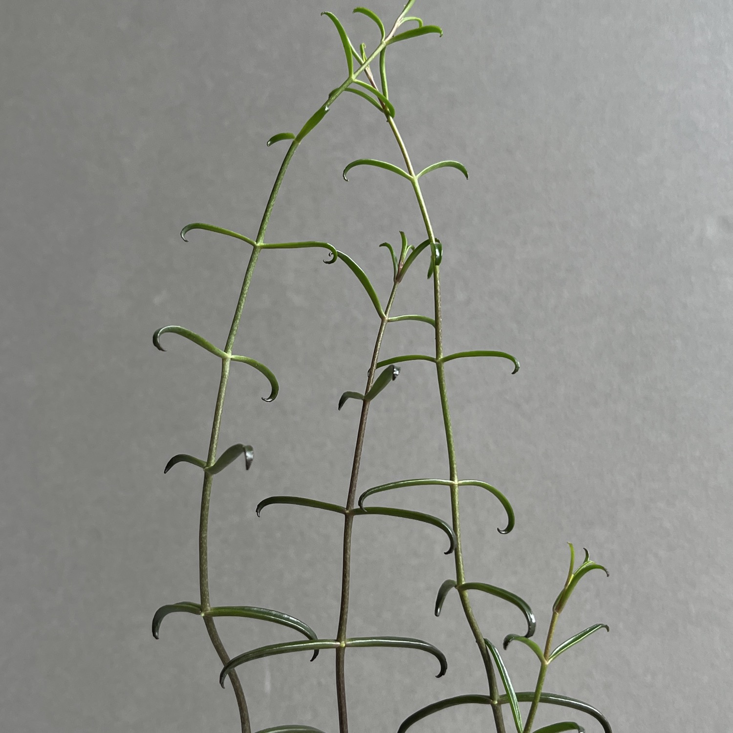 黒錦蝶 カランコエ Kalanchoe beauverdii｜つる性 多肉植物 観葉植物
