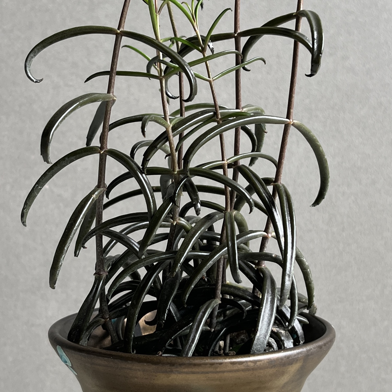 黒錦蝶 カランコエ Kalanchoe beauverdii｜つる性 多肉植物 観葉植物