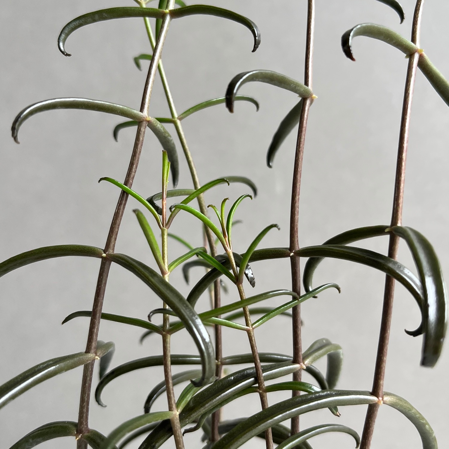 現物「カランコエ・ボーベルディ」６号　Kalanchoe　黒錦蝶　コクキンチョウ 現物「カランコエ・ボーベルディ」6号 Kalanchoe 黒錦蝶 コク
