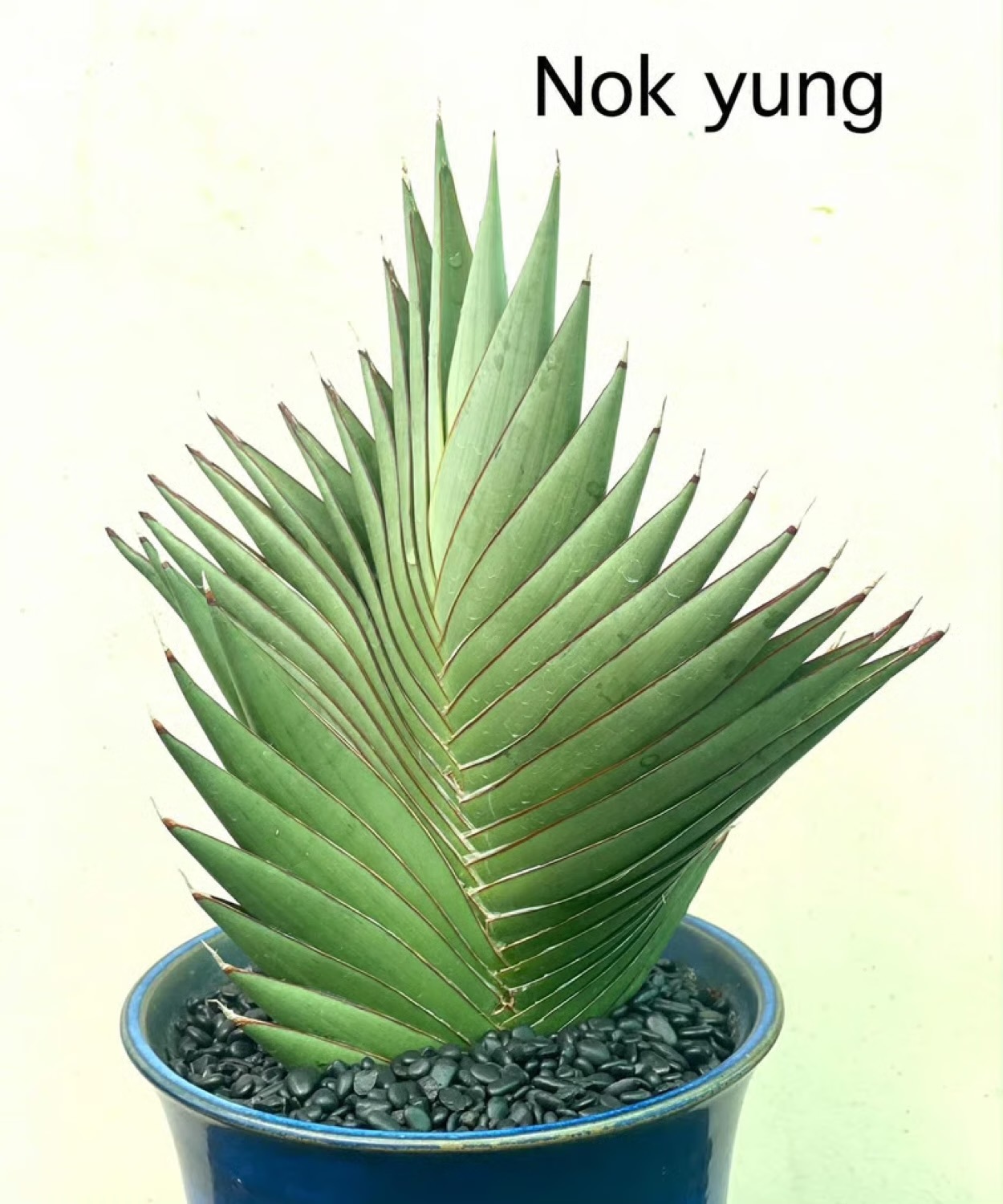 サンセベリア(サンスベリア) ノック ユン Sansevieria Nok Yung