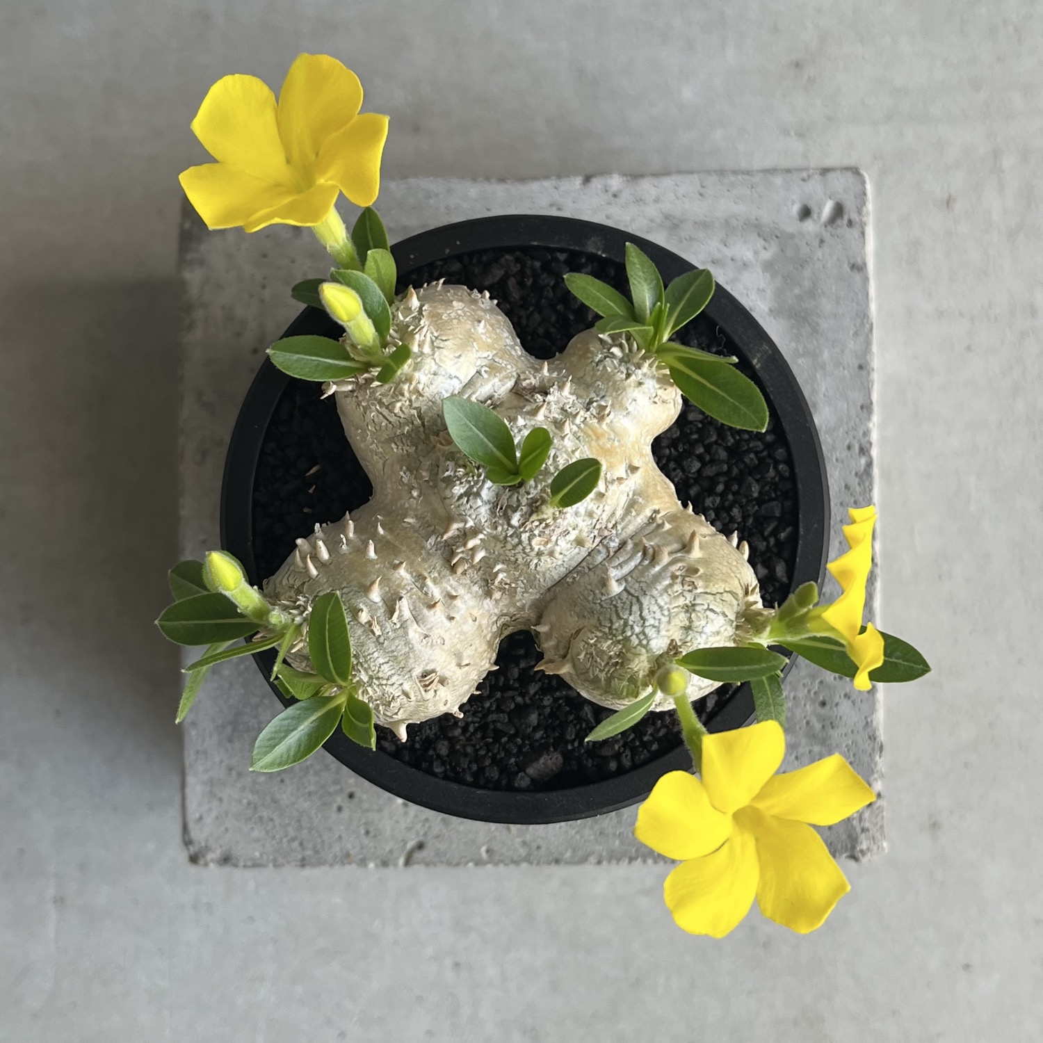 パキポディウム 恵比寿笑い Pachypodium brevicaule 塊根植物