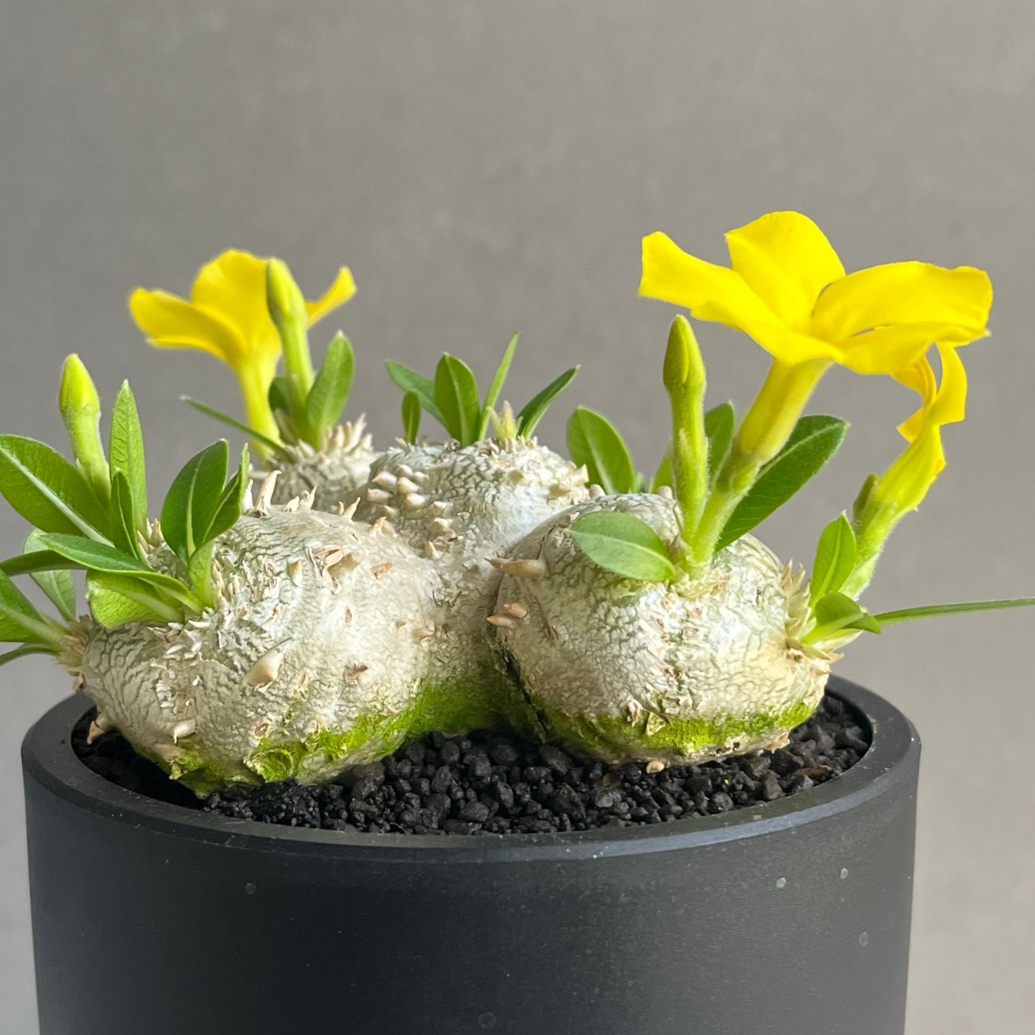 パキポディウム 恵比寿笑い Pachypodium brevicaule 塊根植物