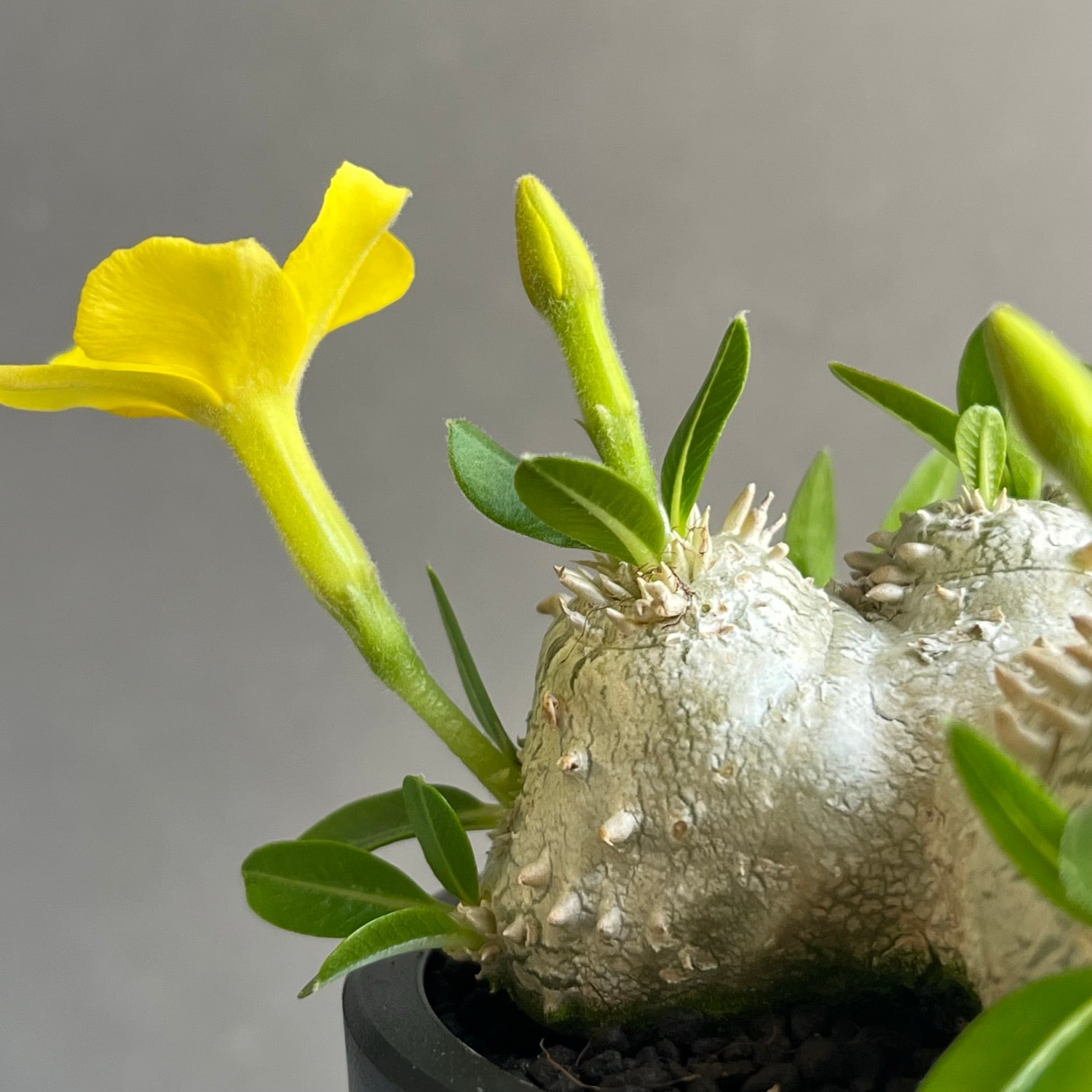 パキポディウム 恵比寿笑い Pachypodium brevicaule 塊根植物