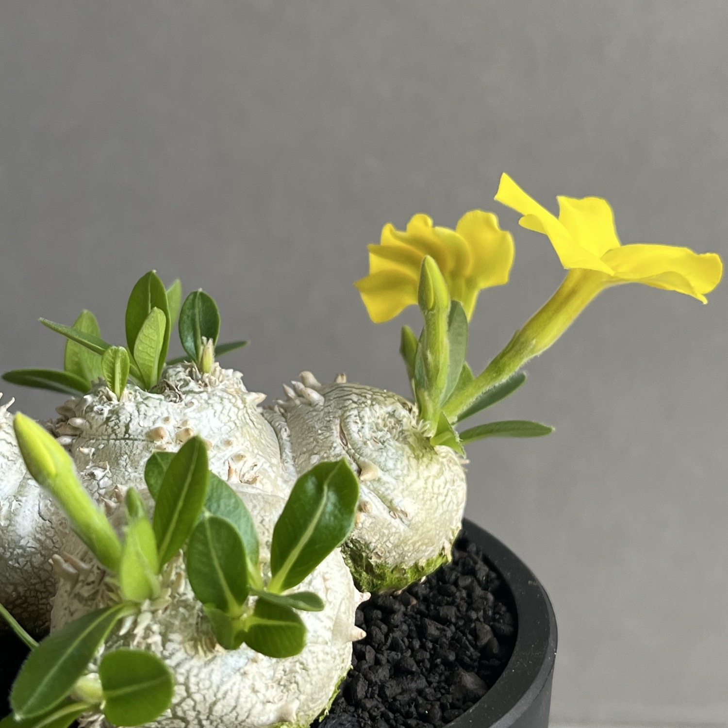 パキポディウム 恵比寿笑い Pachypodium brevicaule 塊根植物