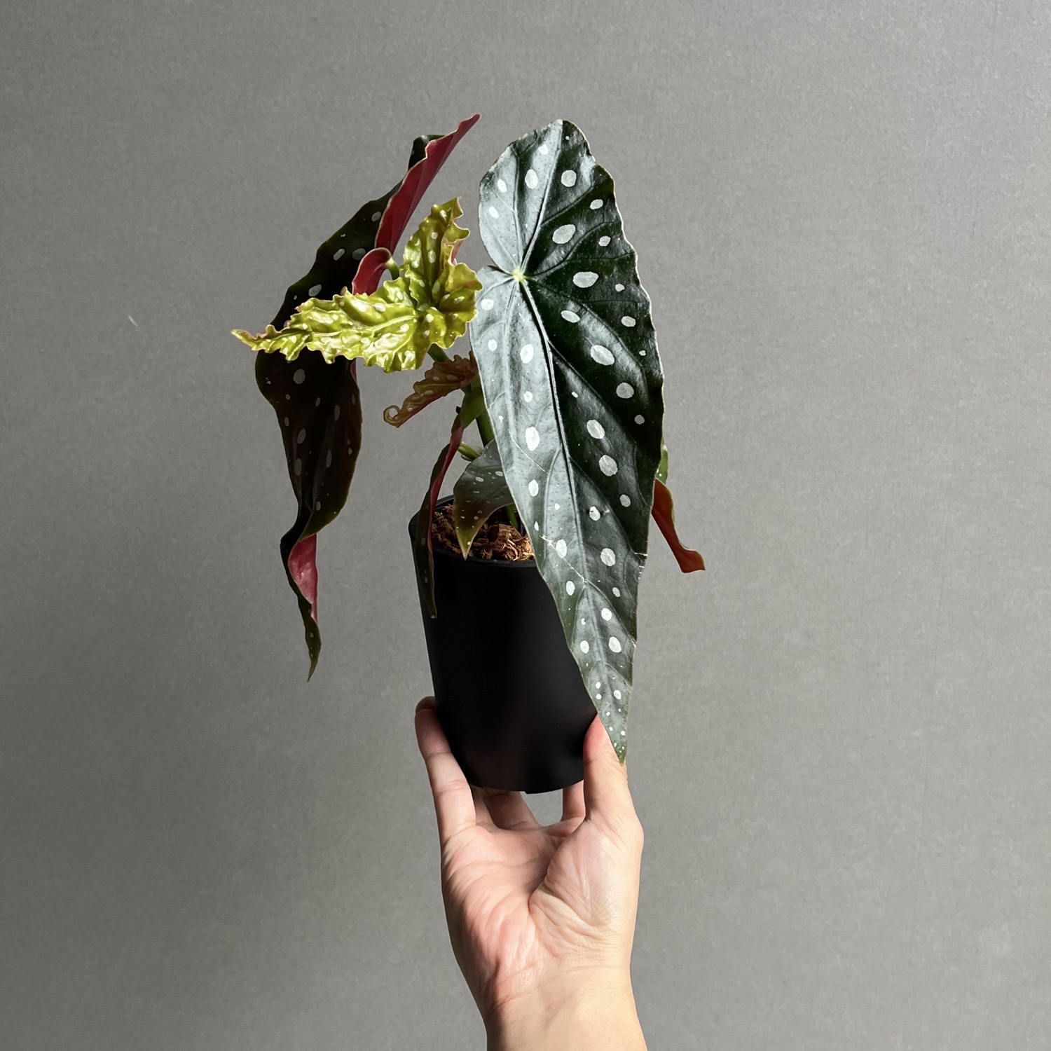 ベゴニア マクラータ Begonia maculata｜水玉模様 観葉植物 ドット柄