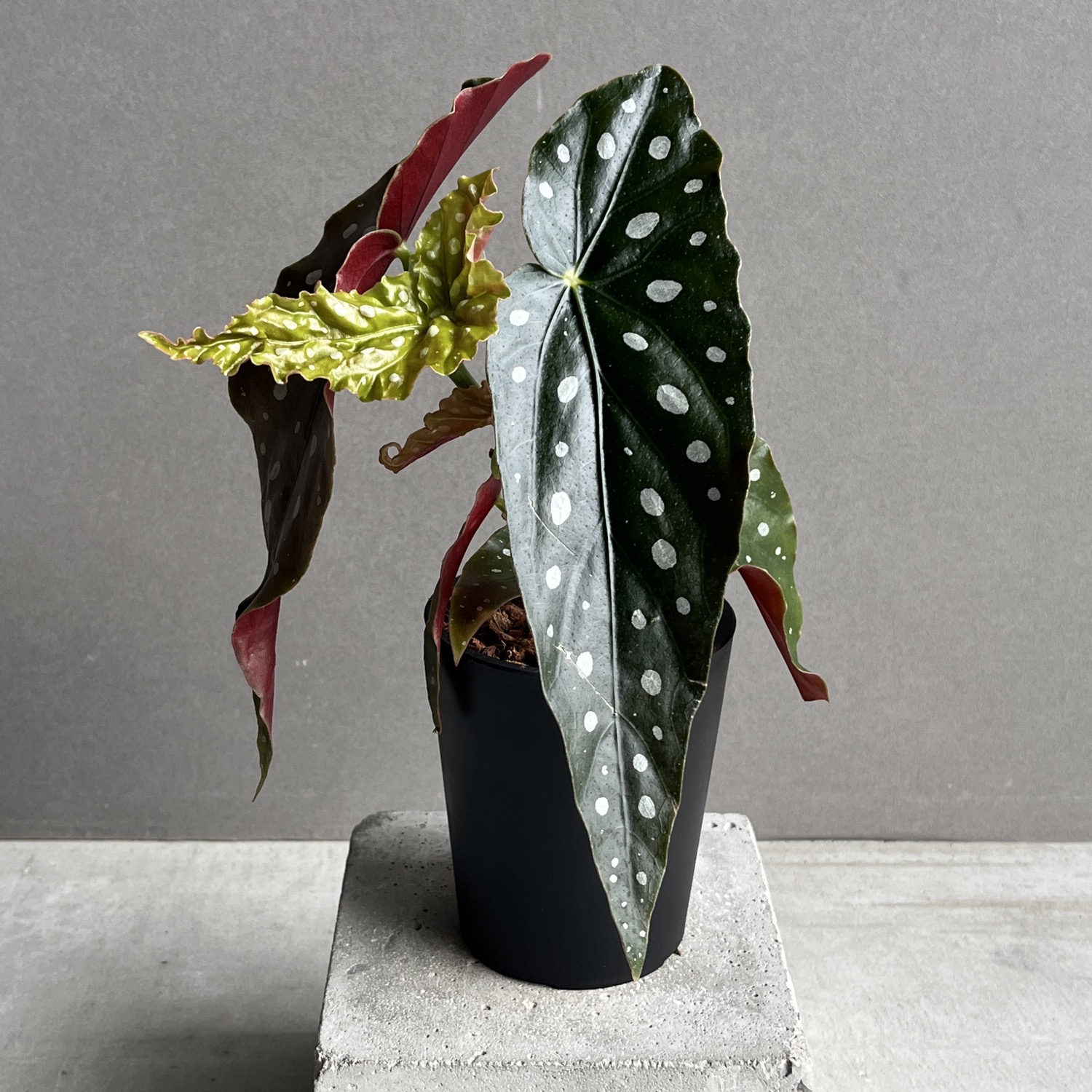 ベゴニア マクラータ Begonia maculata｜水玉模様 観葉植物 ドット柄