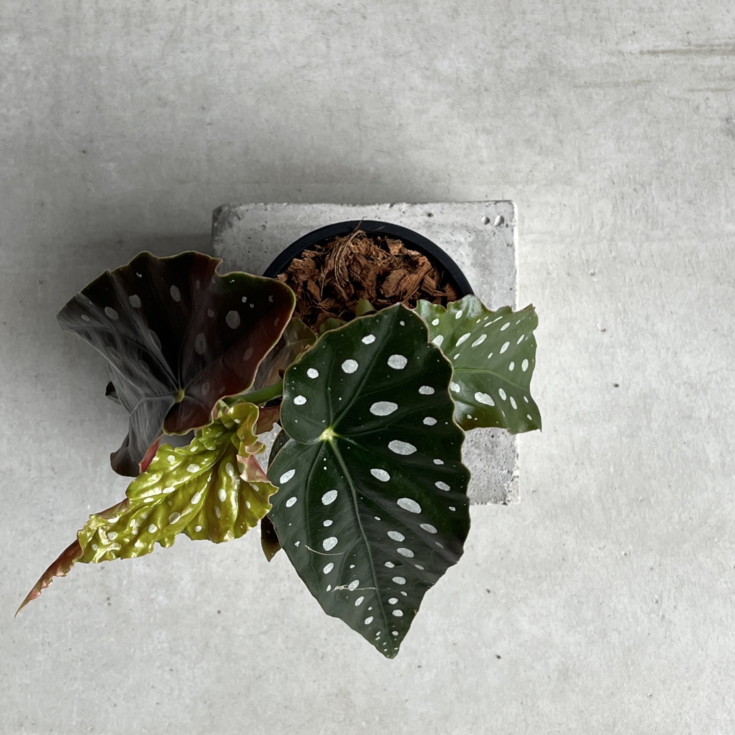 ベゴニア マクラータ Begonia maculata｜水玉模様 観葉植物 ドット柄