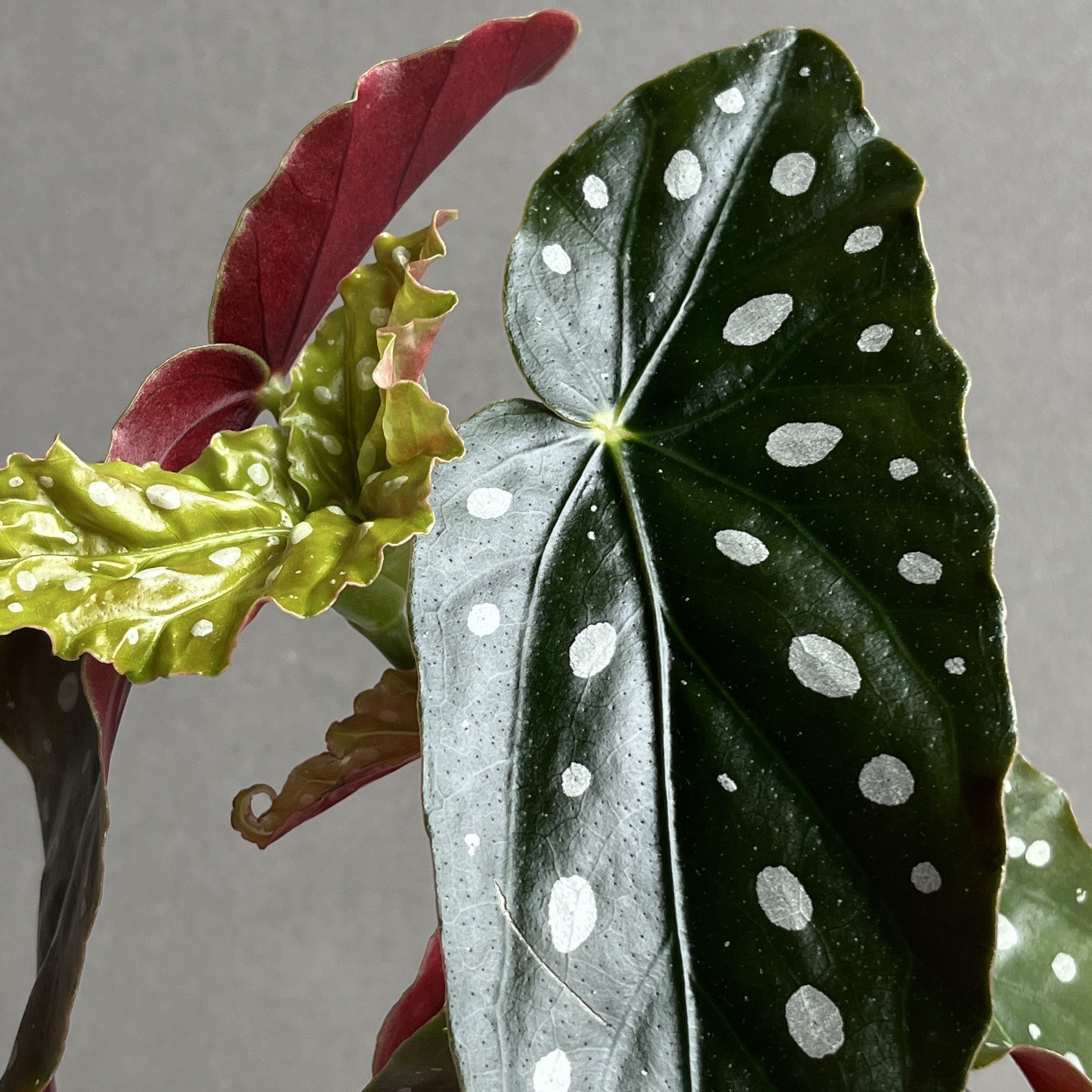 ベゴニア マクラータ Begonia maculata｜水玉模様 観葉植物 ドット柄