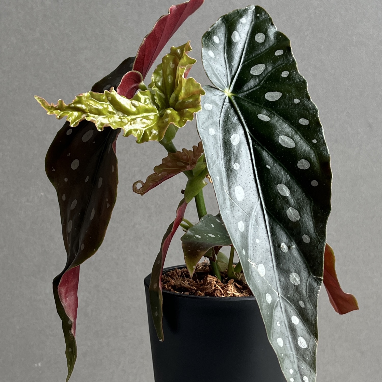 ベゴニア マクラータ Begonia maculata｜水玉模様 観葉植物 ドット柄