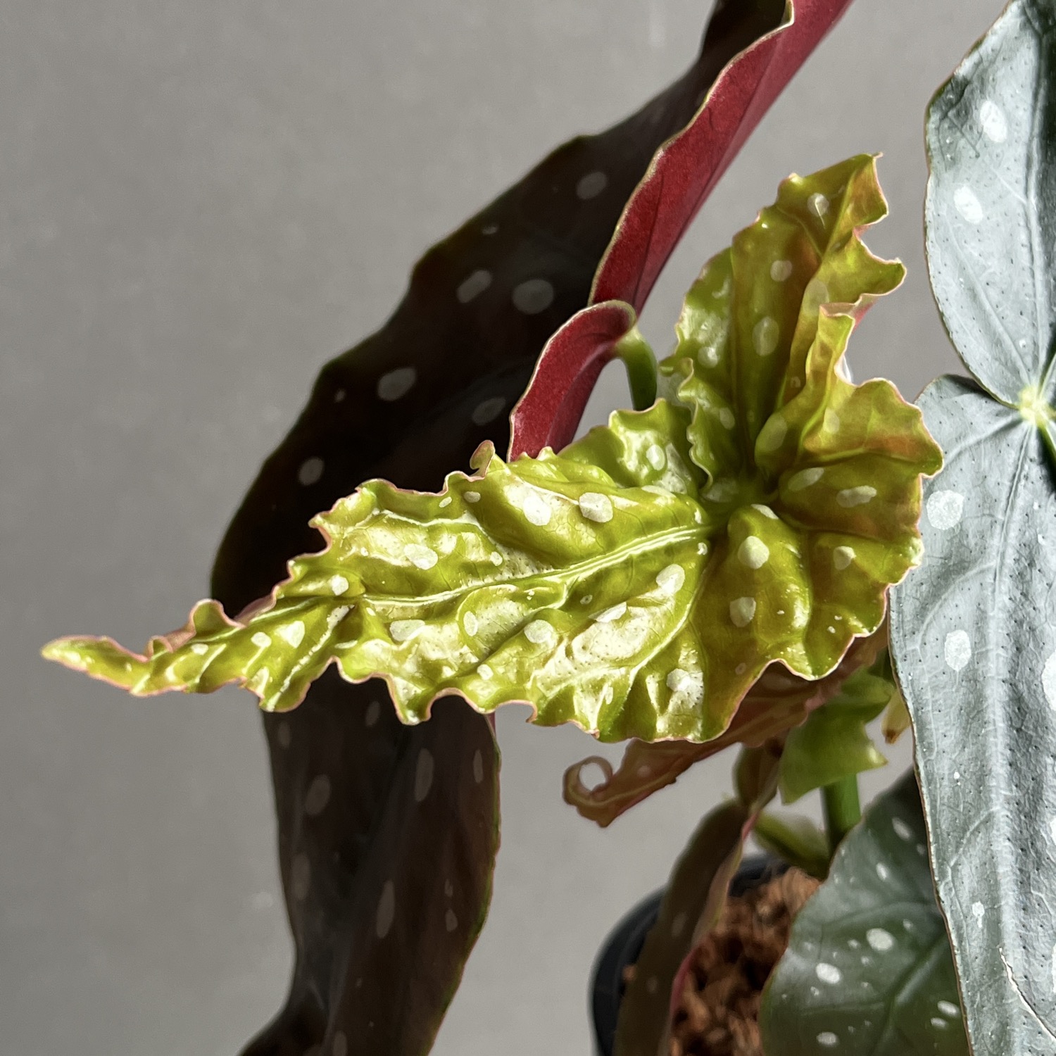 ベゴニア マクラータ Begonia maculata｜水玉模様 観葉植物 ドット柄