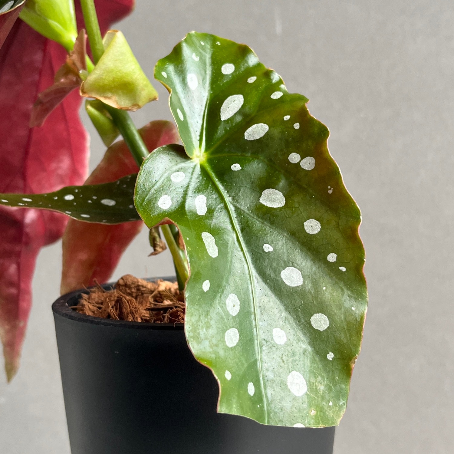 ベゴニア マクラータ Begonia maculata｜水玉模様 観葉植物 ドット柄