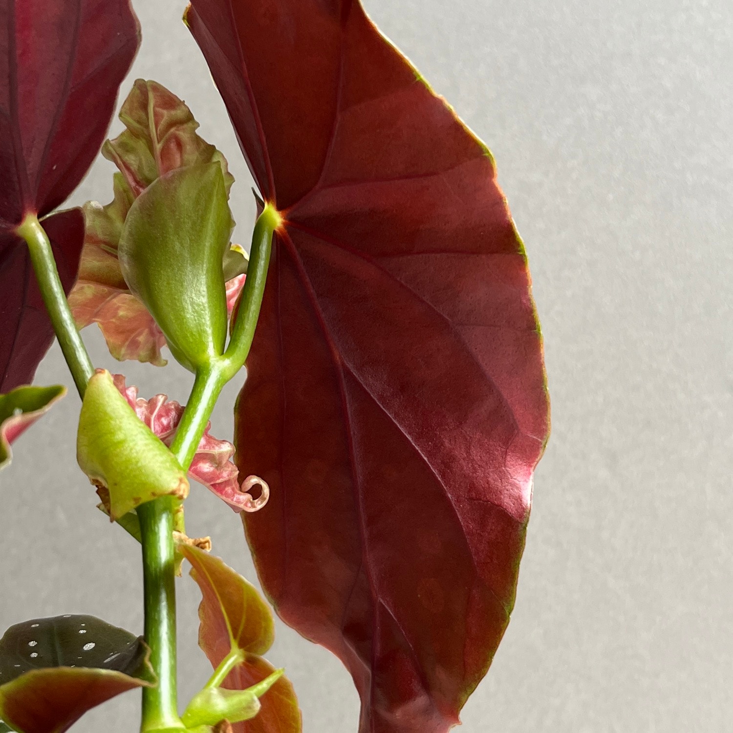 ベゴニア マクラータ Begonia maculata｜水玉模様 観葉植物 ドット柄