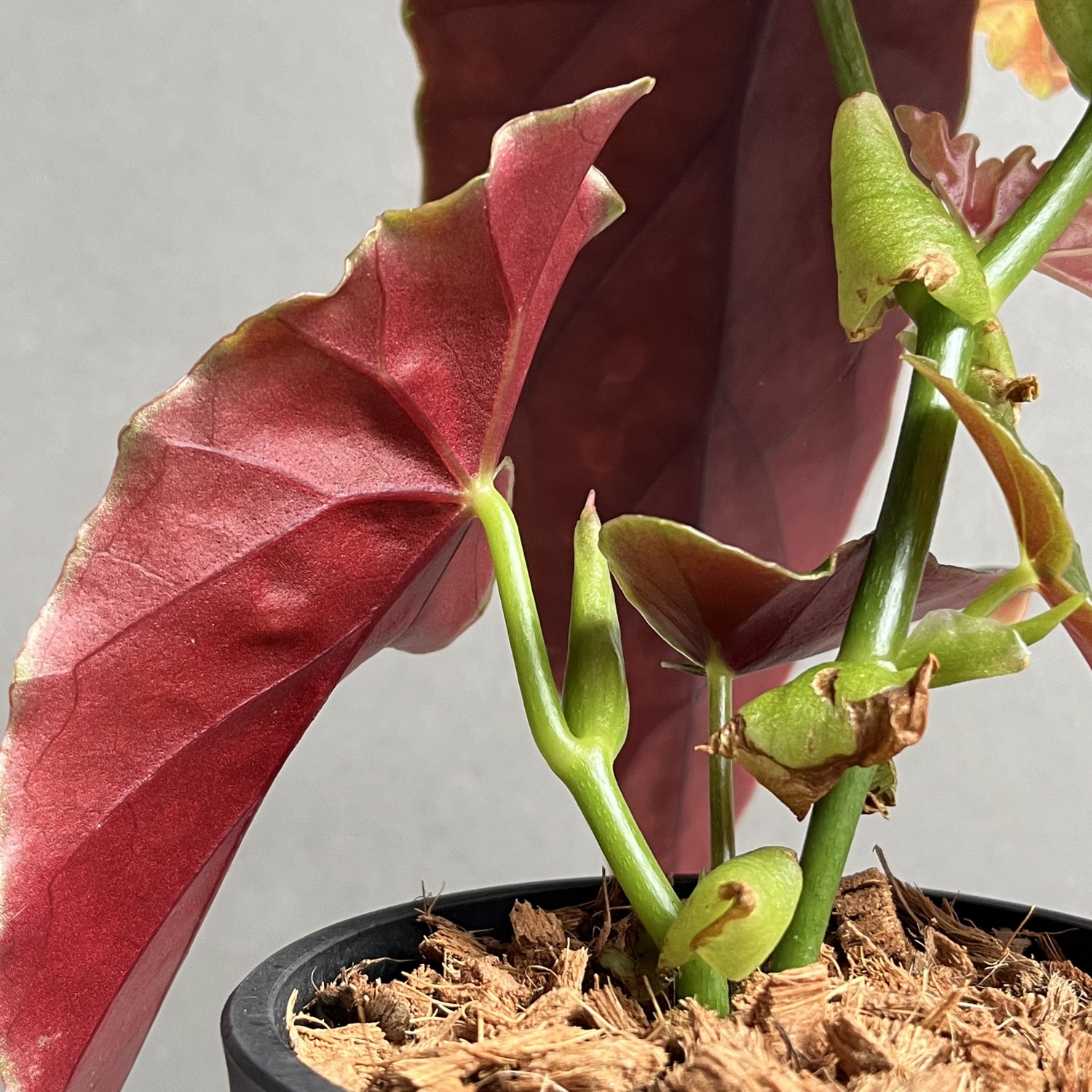 ベゴニア マクラータ Begonia maculata｜水玉模様 観葉植物 ドット柄