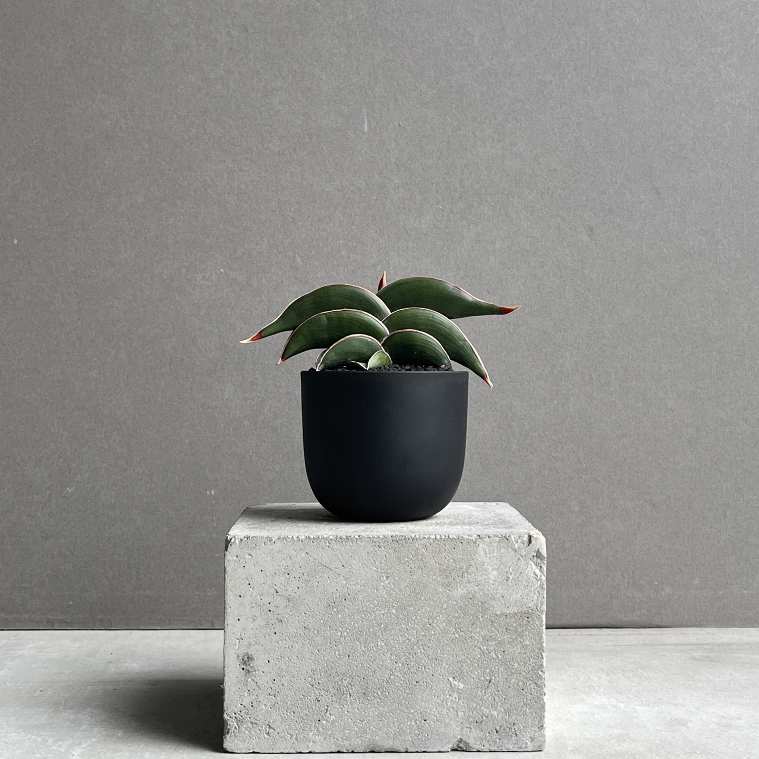 サンセベリア ロリダ Sansevieria rorida｜観葉植物 キングオブ