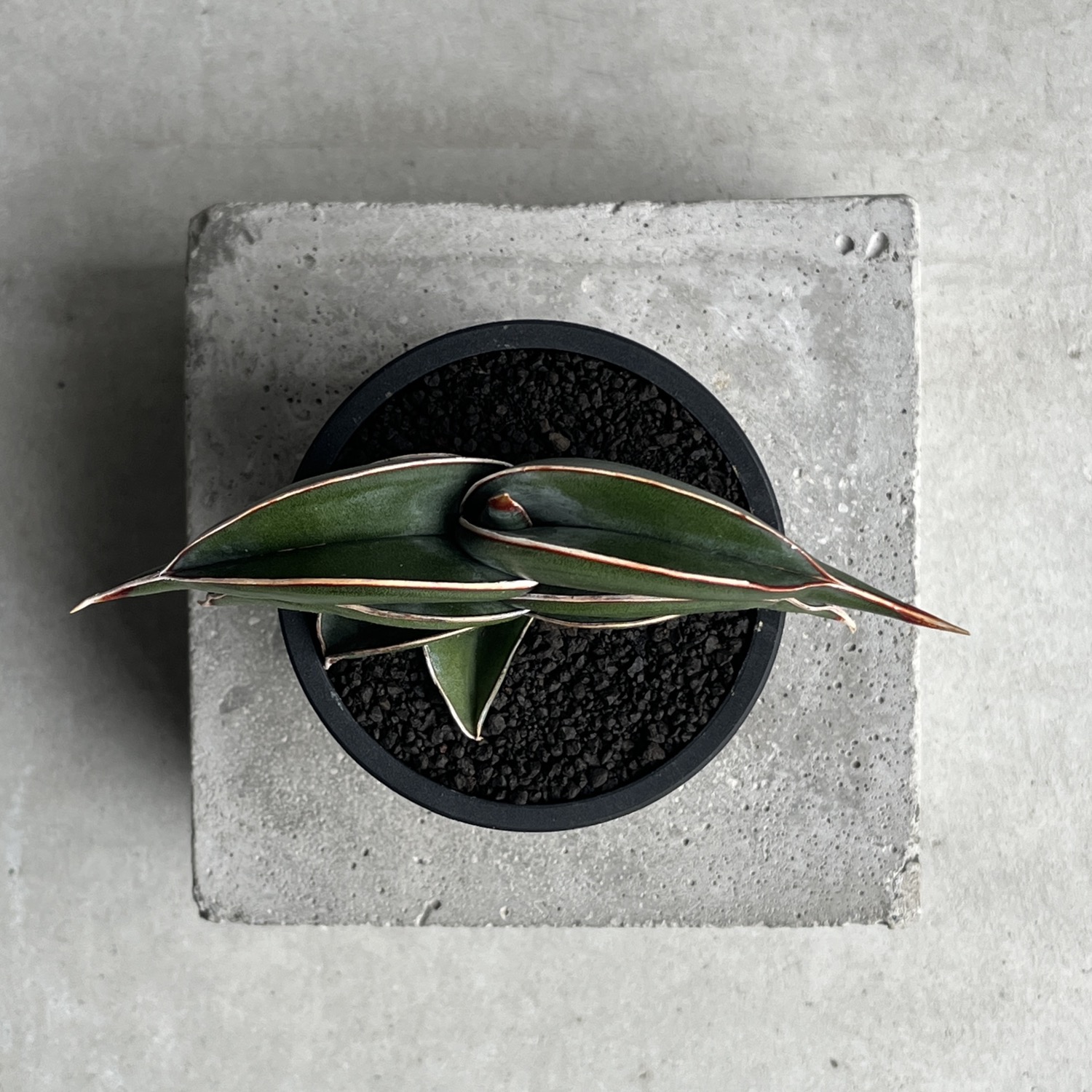 サンセベリア ロリダ Sansevieria rorida｜観葉植物 キングオブ