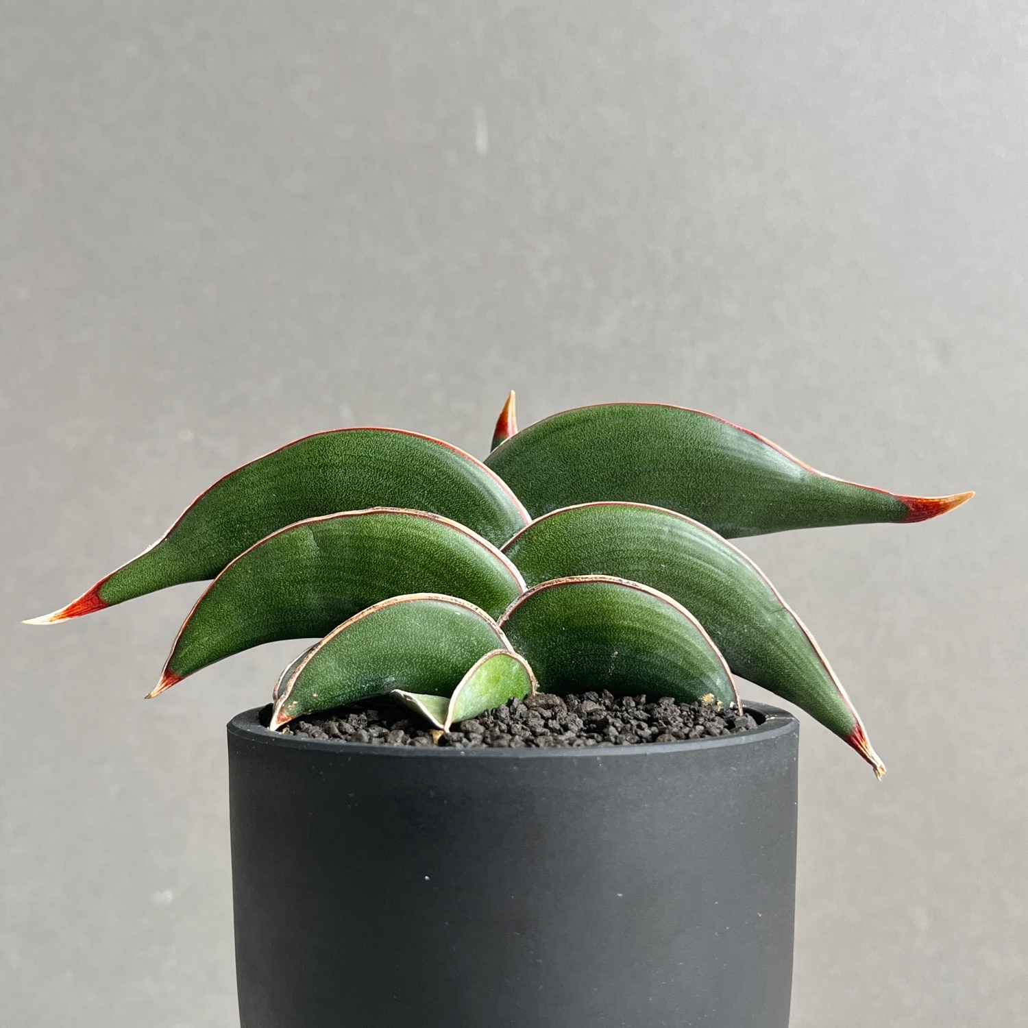 サンセベリア ロリダ Sansevieria rorida｜観葉植物 キングオブ