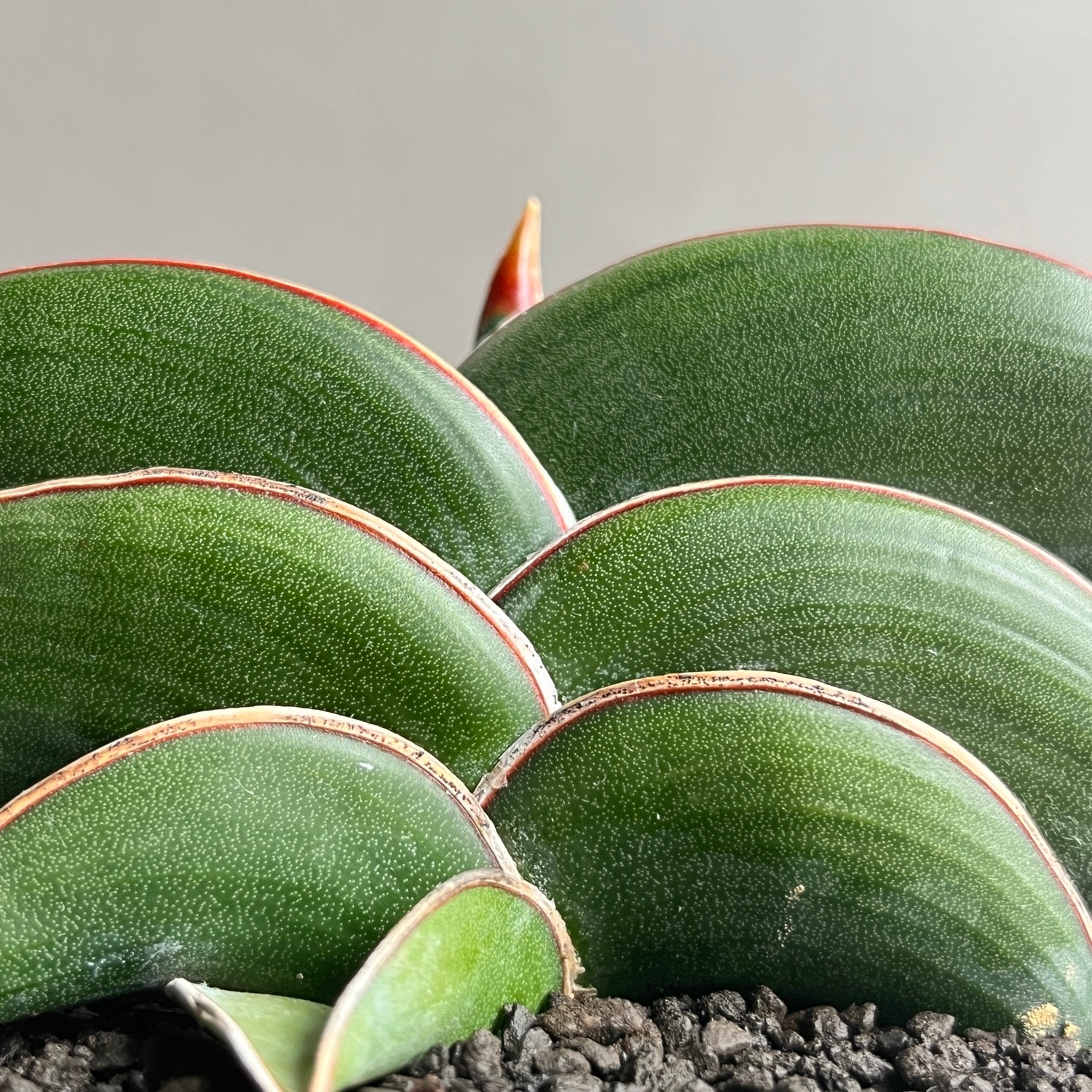 サンセベリア ロリダ Sansevieria rorida｜観葉植物 キングオブ