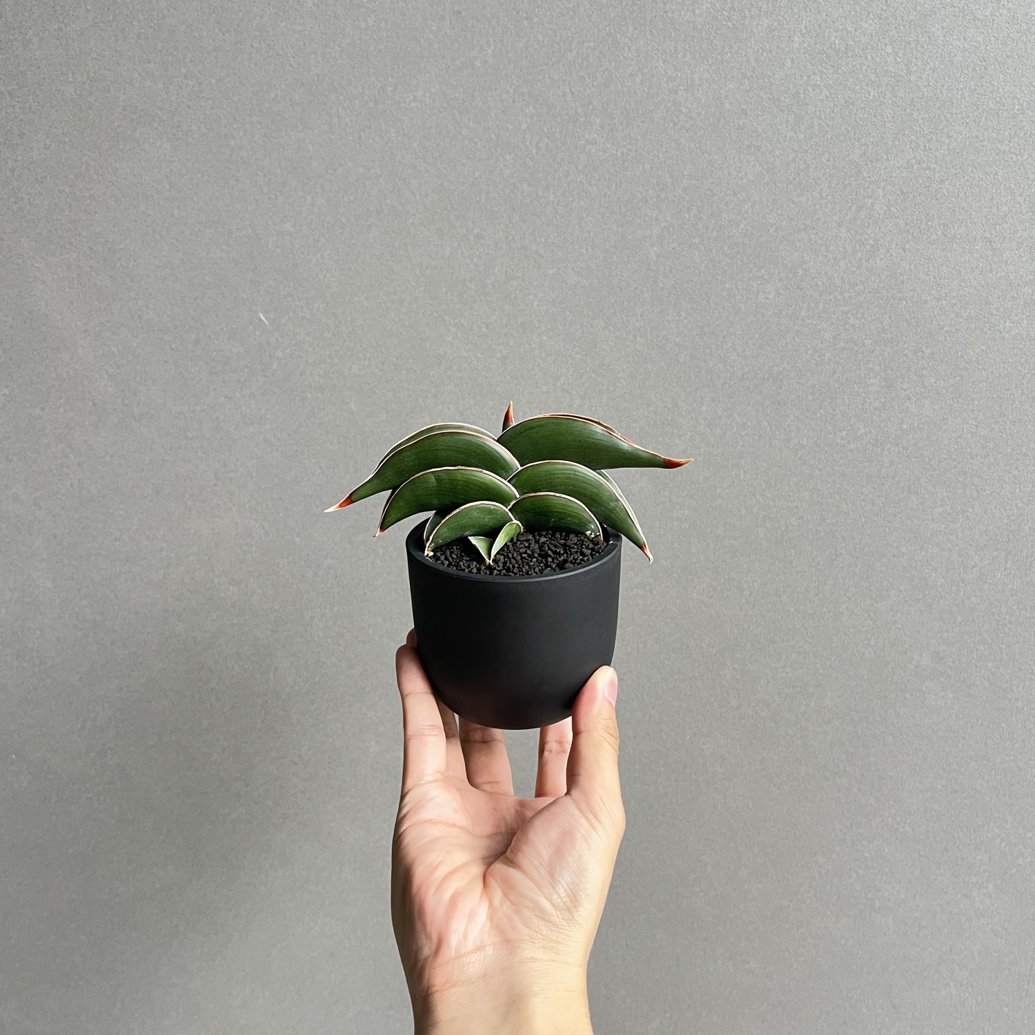 サンセベリア ロリダ Sansevieria rorida｜観葉植物 キングオブ
