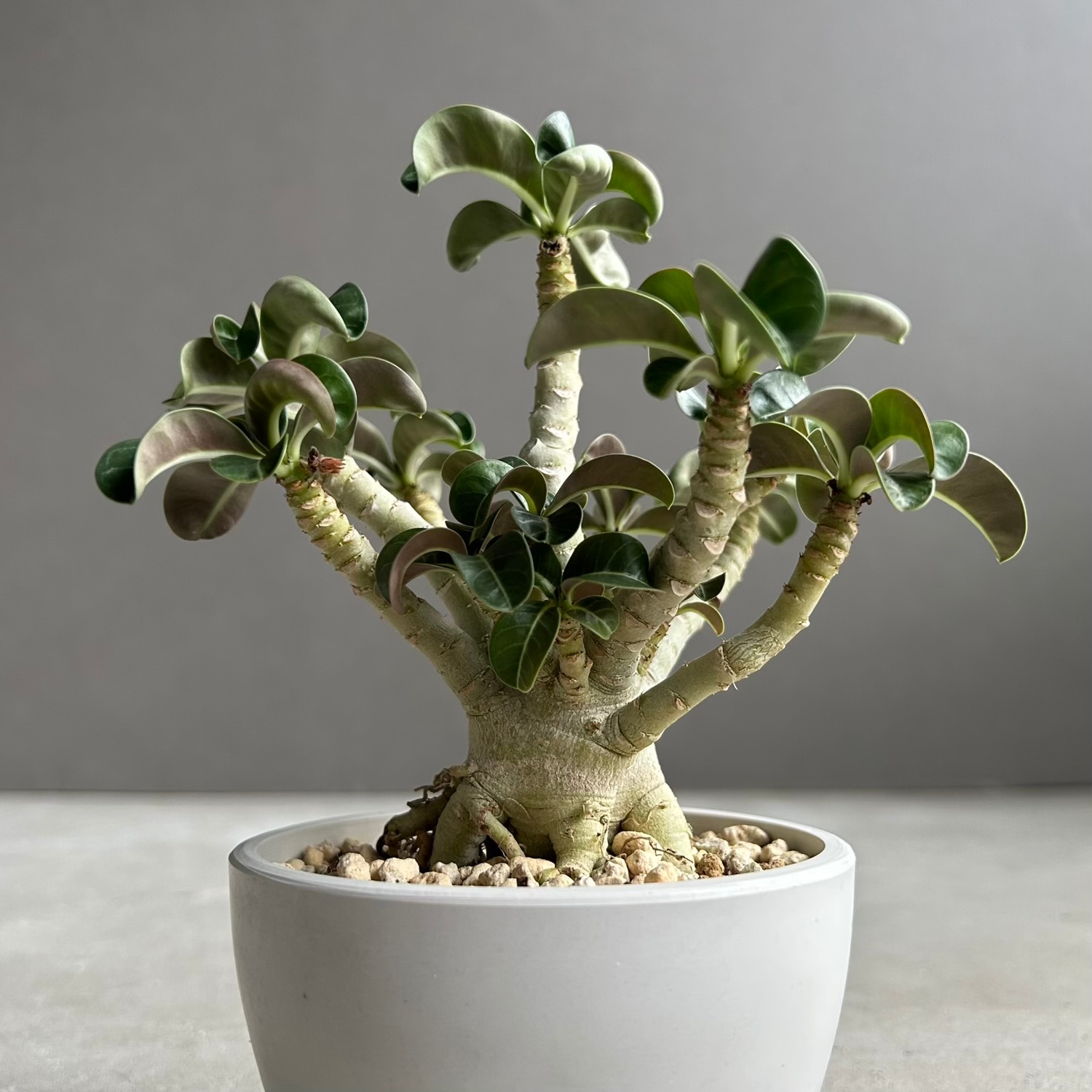 アデニウム メデューサ D.H.A（獅子葉）選抜個体｜Dorset Horn Adenium