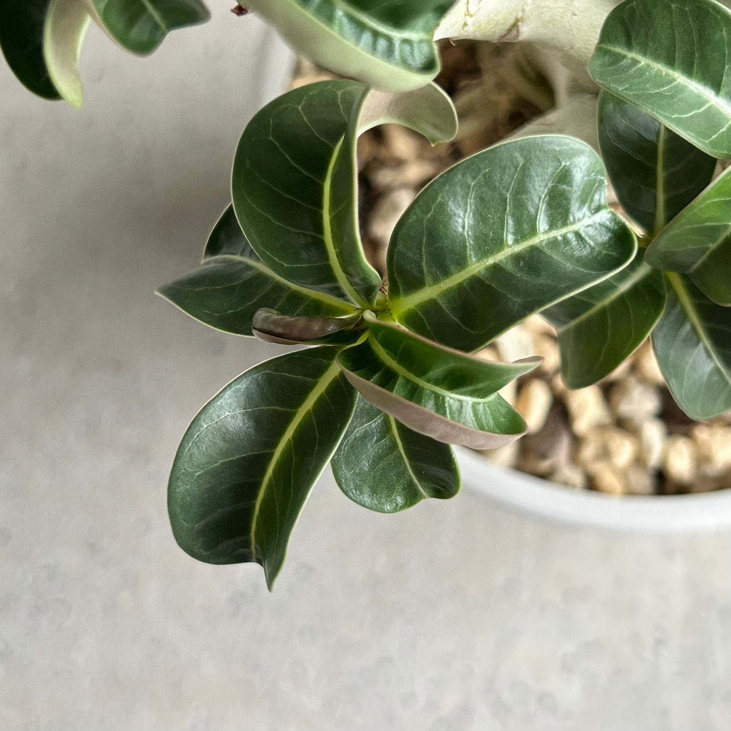 アデニウム メデューサ D.H.A(獅子葉)選抜個体|Dorset Horn Adenium アデニウム メデューサ D.H.A(獅子葉)選抜個体|Dorset Horn Adenium