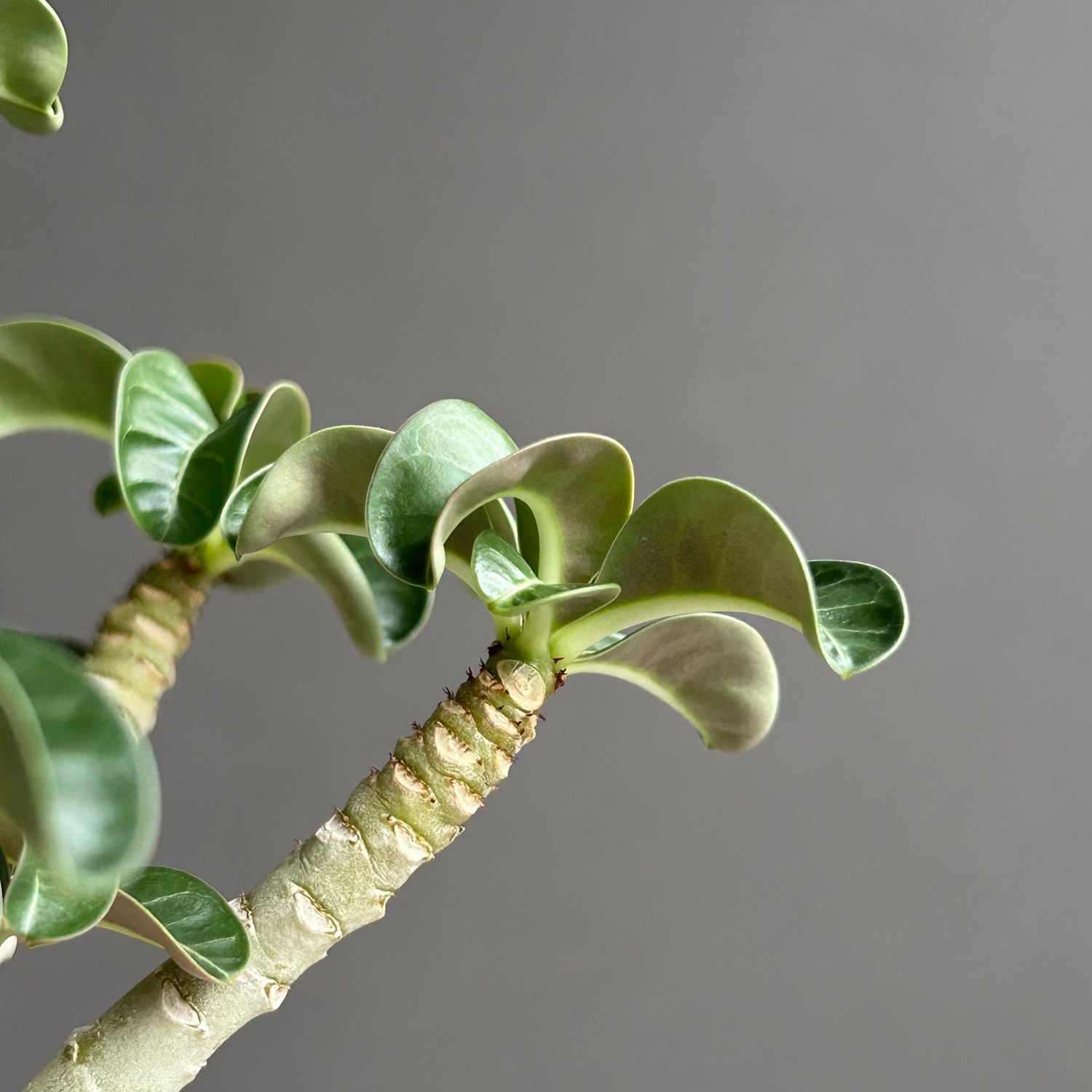 アデニウム メデューサ D.H.A（獅子葉）選抜個体｜Dorset Horn Adenium