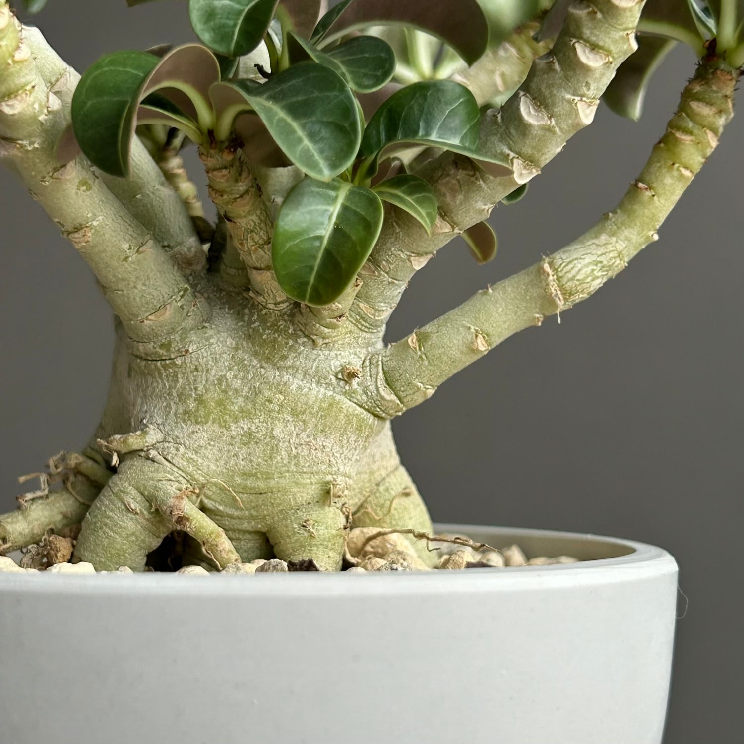 アデニウム メデューサ D.H.A（獅子葉）選抜個体｜Dorset Horn Adenium
