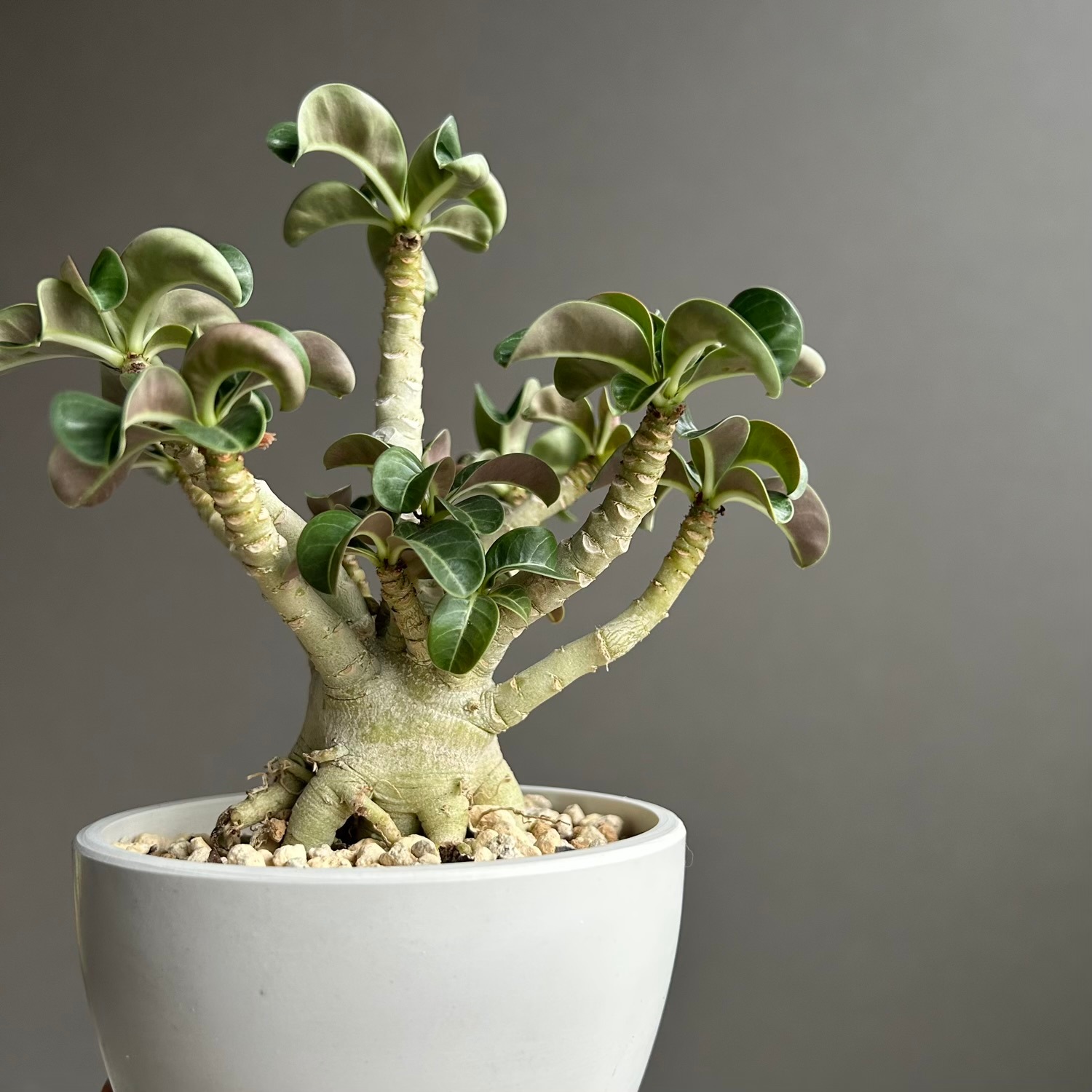 アデニウム メデューサ D.H.A（獅子葉）選抜個体｜Dorset Horn Adenium