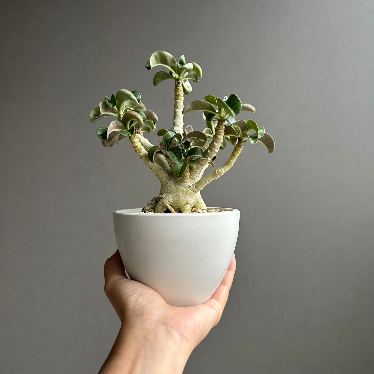 アデニウム メデューサ D.H.A（獅子葉）選抜個体｜Dorset Horn Adenium