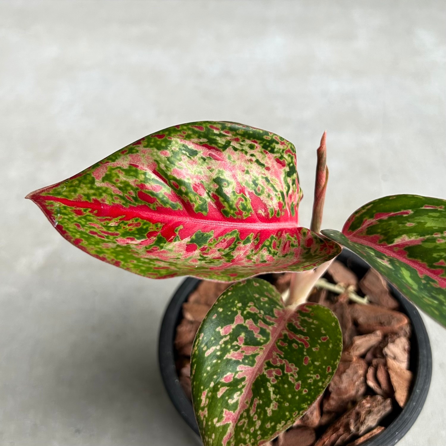 アグラオネマ プラチナム カラット｜繊細でカラフルな最新レア品種