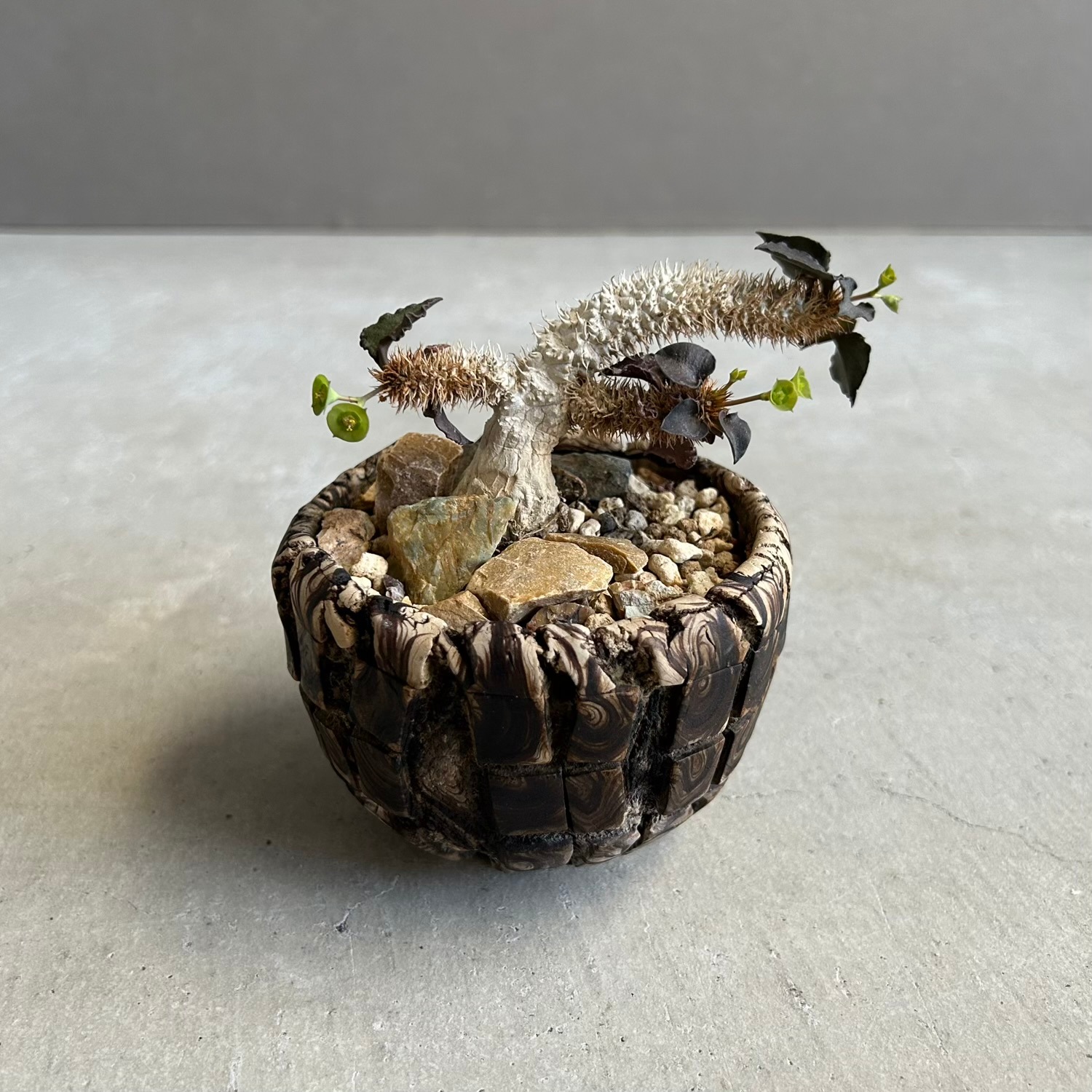 ユーフォルビア フランコイシー(実生苗) + plantsmonsters pot｜個性的