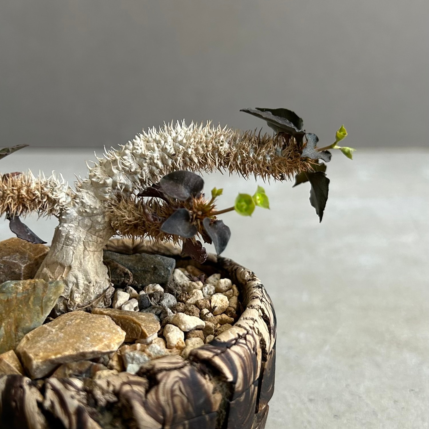 ユーフォルビア フランコイシー(実生苗) + plantsmonsters pot｜個性的
