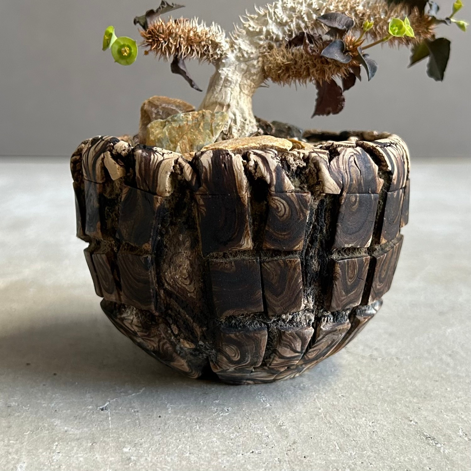 ユーフォルビア フランコイシー(実生苗) + plantsmonsters pot｜個性的