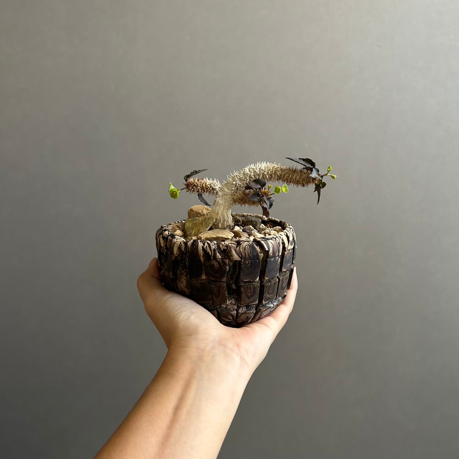 ユーフォルビア フランコイシー(実生苗) + plantsmonsters pot｜個性的
