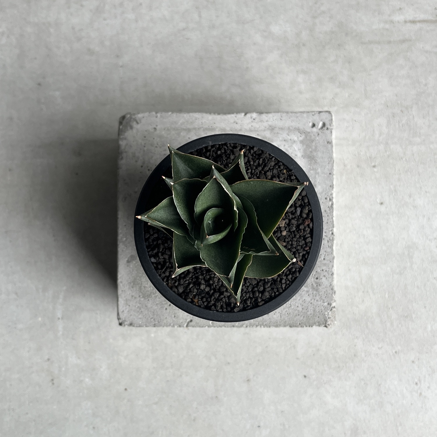 サンセベリア エスプレッソ Sansevieria Espresso｜タワー型 観葉植物