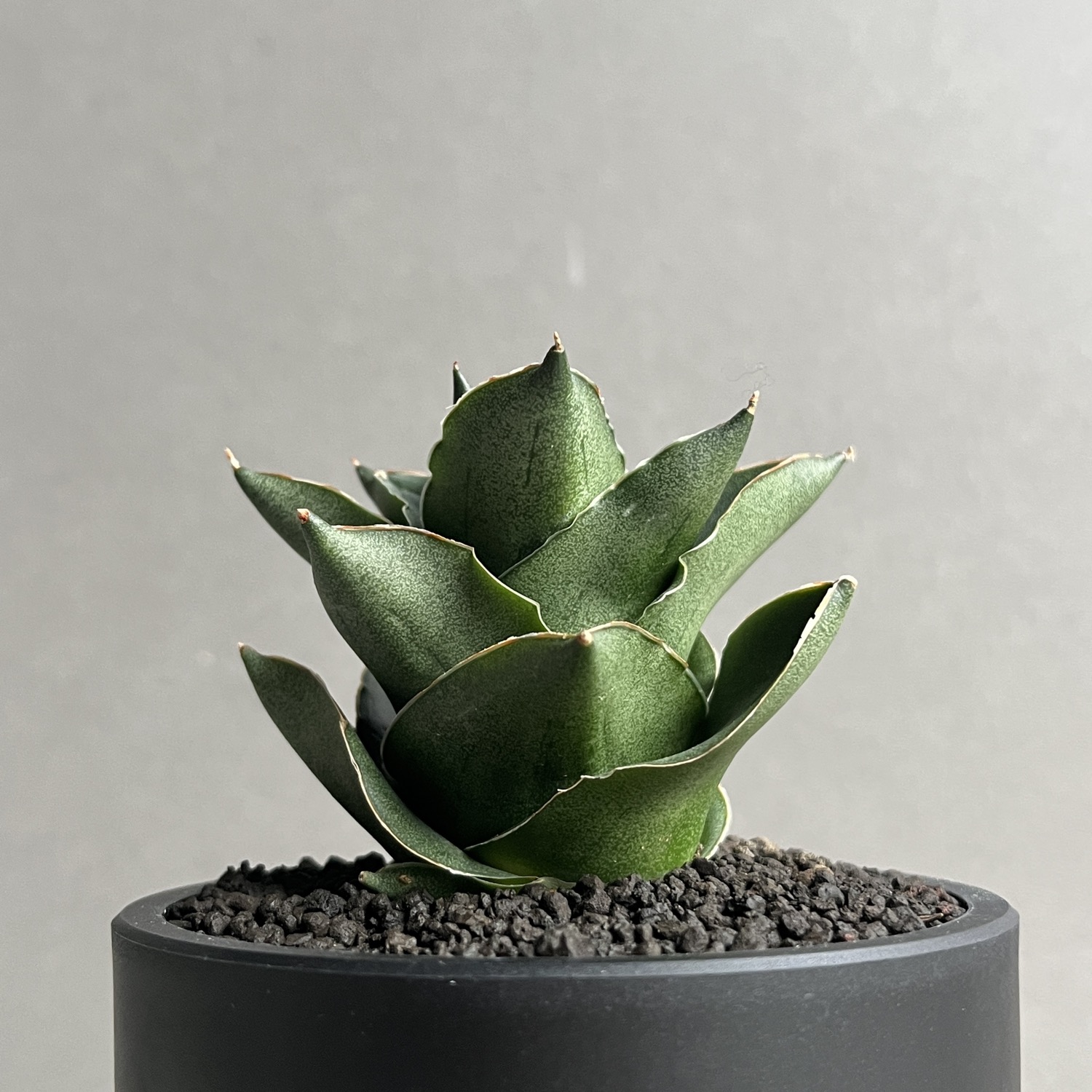 サンセベリア エスプレッソ Sansevieria Espresso｜タワー型 観葉植物