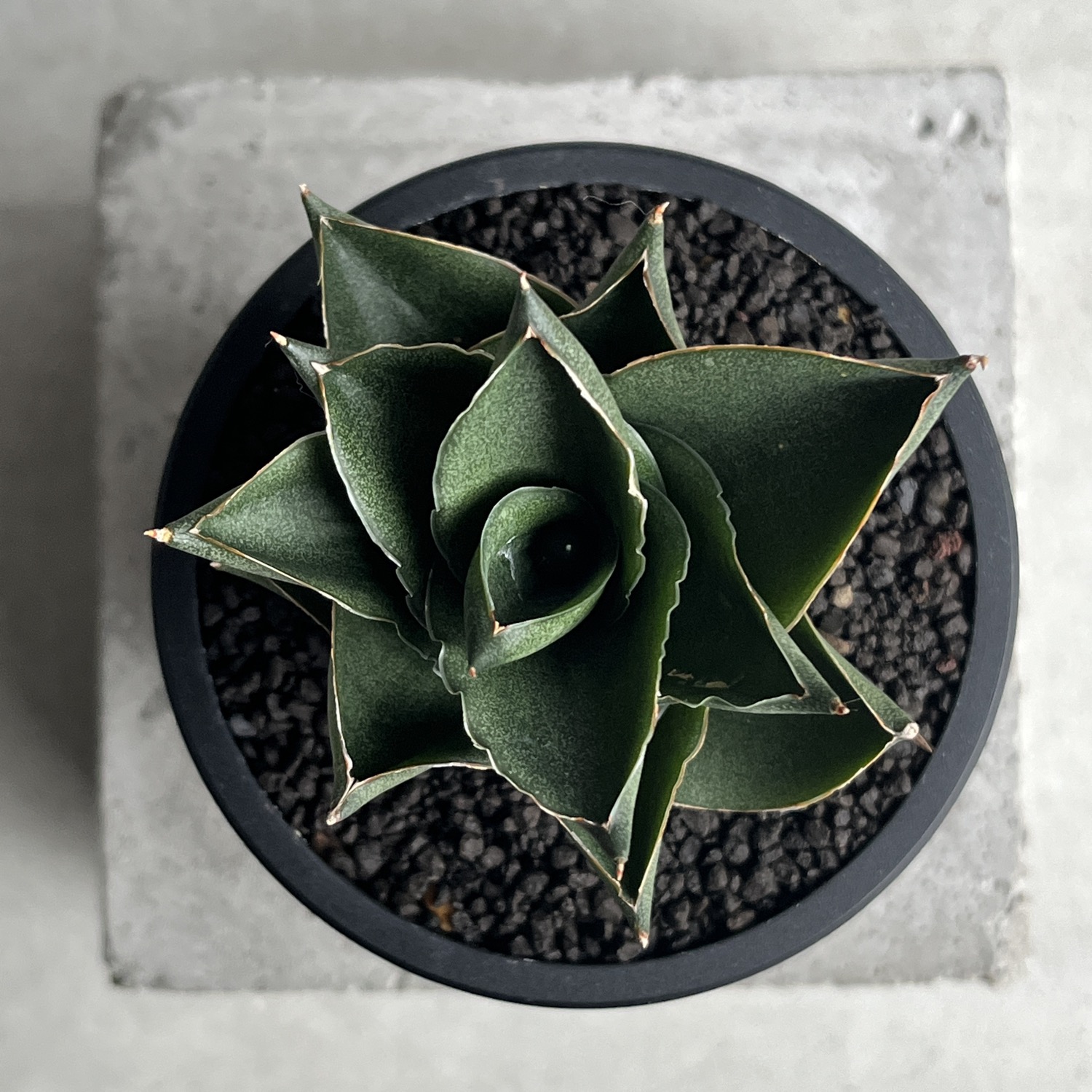 サンセベリア エスプレッソ Sansevieria Espresso｜タワー型 観葉植物