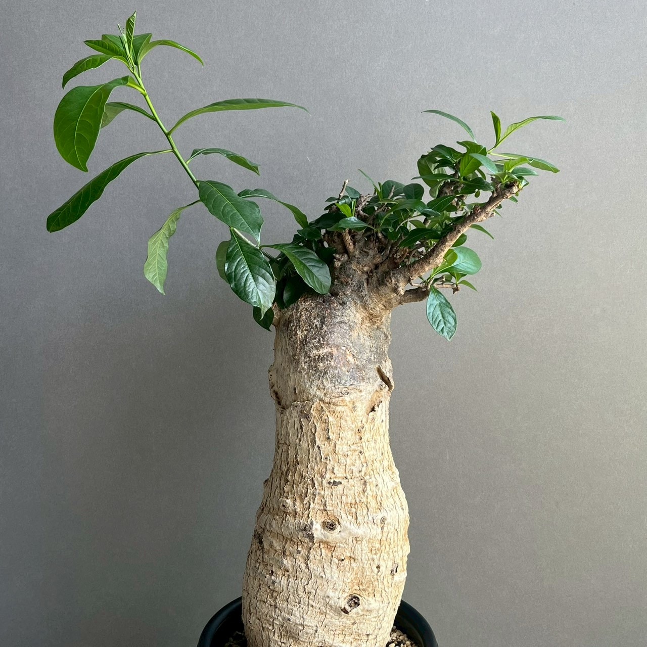 アフリカ バオバブ Adansonia digitata｜存在感ある太幹が魅力の