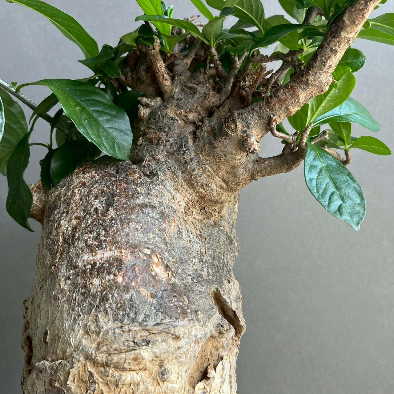 アフリカ バオバブ Adansonia digitata｜存在感ある太幹が魅力の