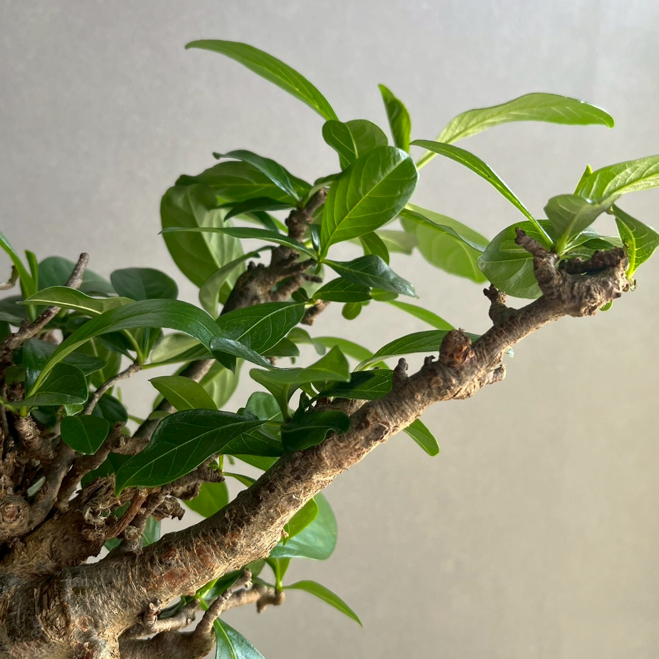 アフリカ バオバブ Adansonia digitata｜存在感ある太幹が魅力の