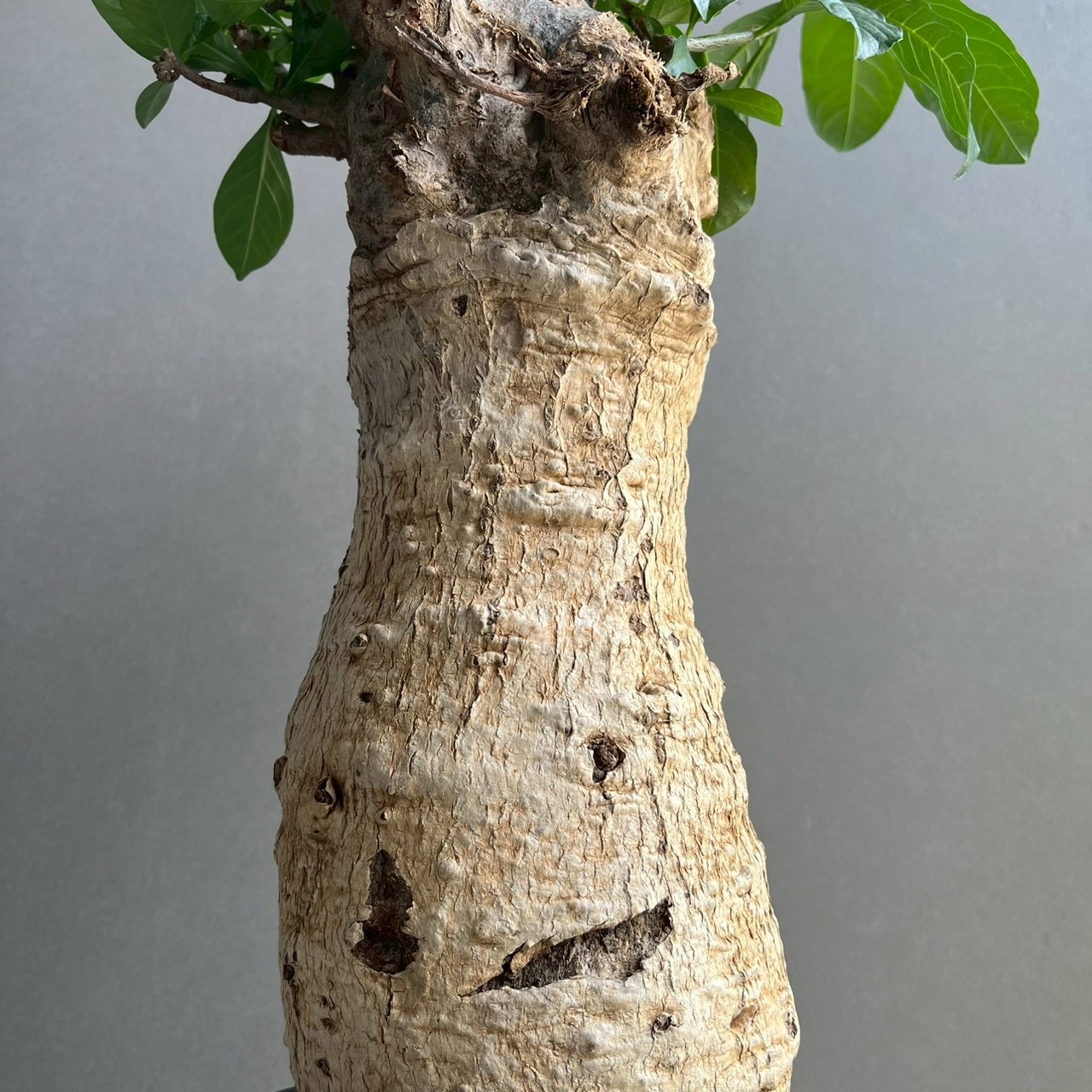 アフリカ バオバブ Adansonia digitata｜存在感ある太幹が魅力の