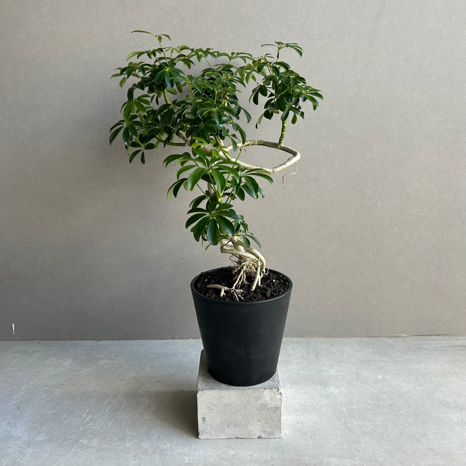 シェフレラ コンパクタ BONSAI スタイル「Schefflera arboricola
