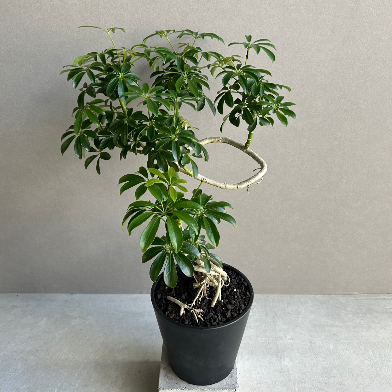 シェフレラ コンパクタ BONSAI スタイル「Schefflera arboricola