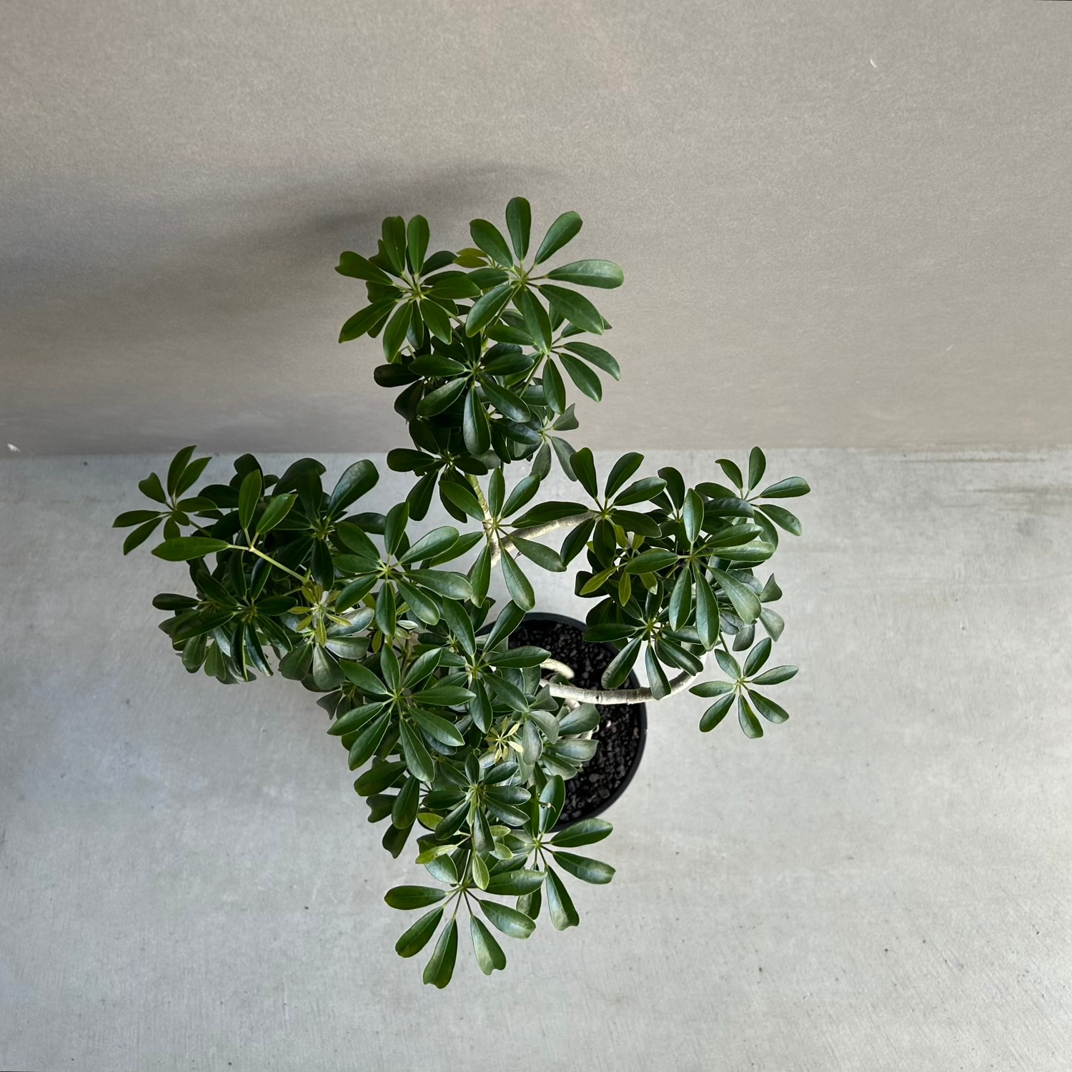 シェフレラ コンパクタ BONSAI スタイル「Schefflera arboricola