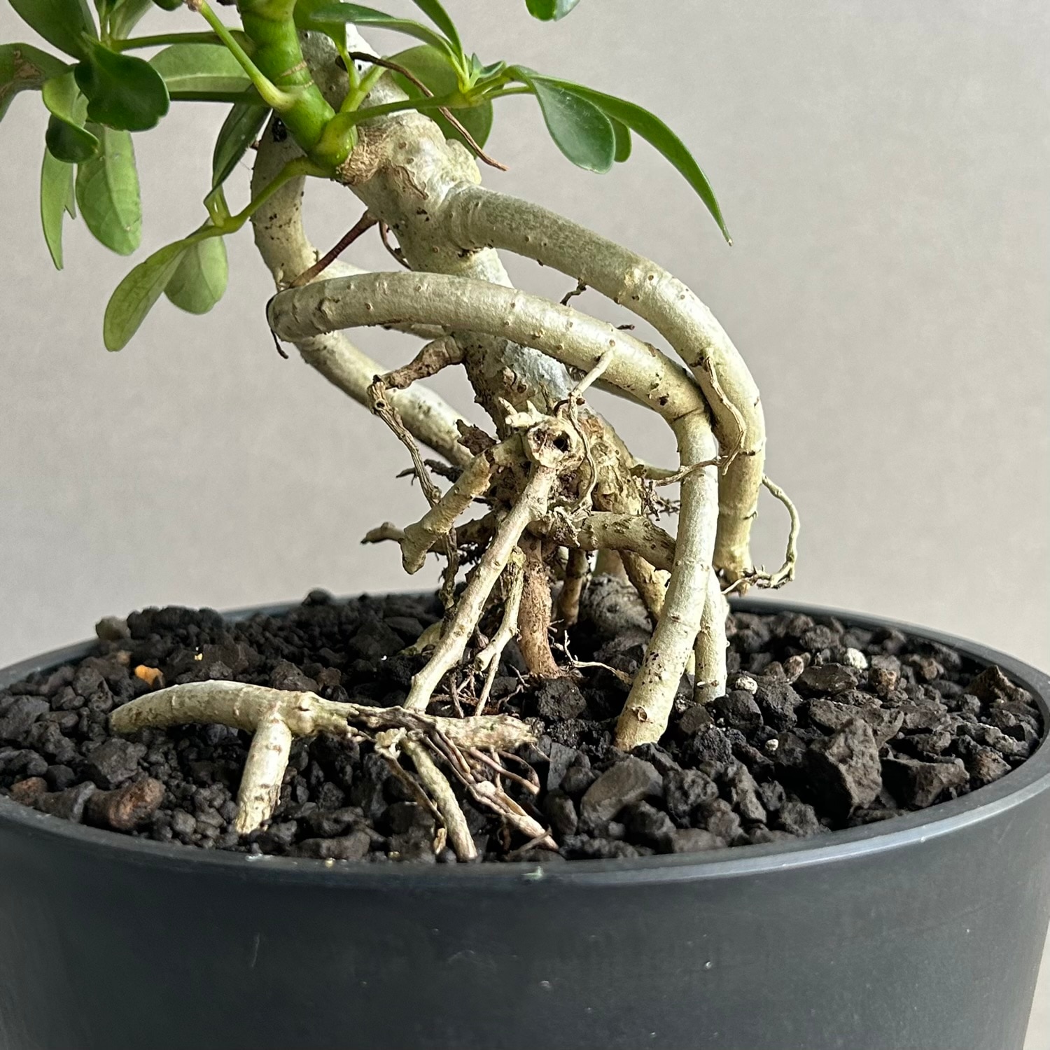 シェフレラ コンパクタ BONSAI スタイル「Schefflera arboricola