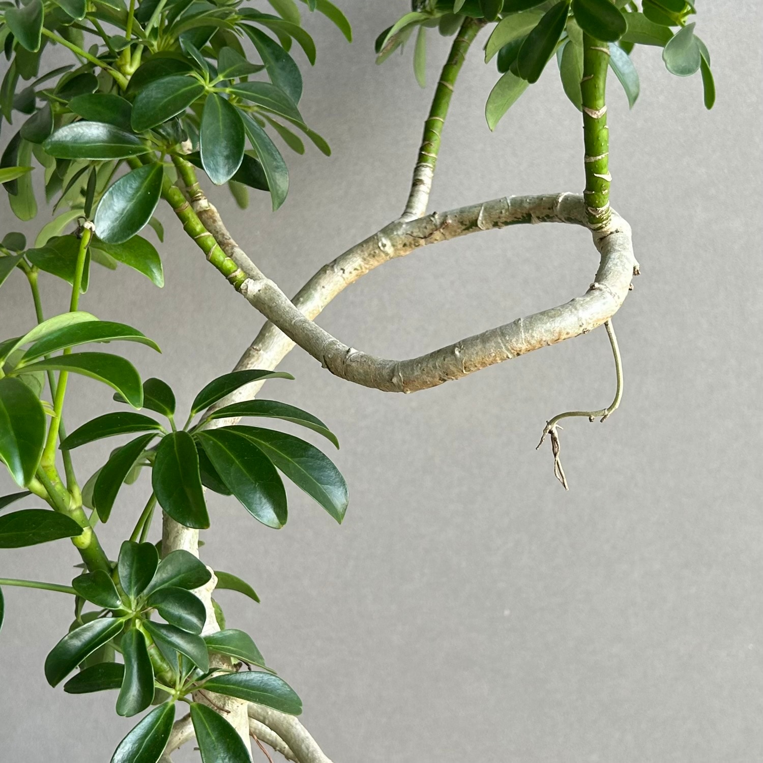 Schefflera 'Compacta ' 盆栽 シェフレラ 古木 Schefflera 'Compacta