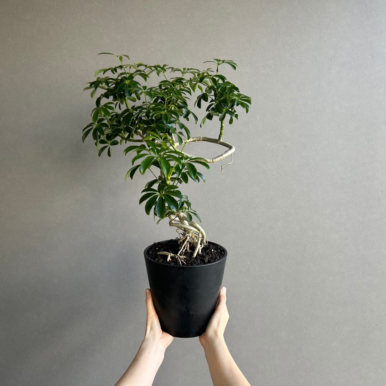 シェフレラ コンパクタ BONSAI スタイル「Schefflera arboricola