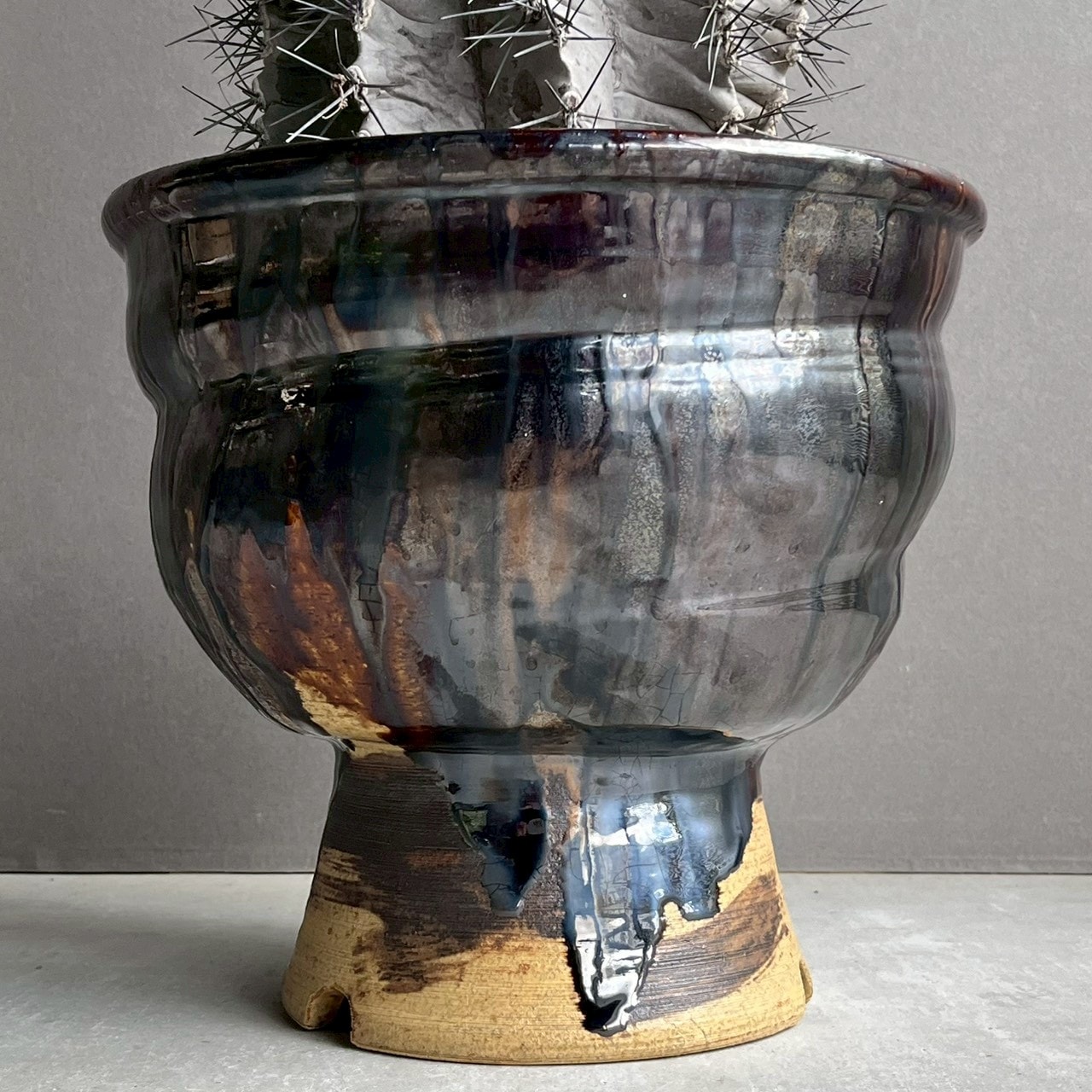 現品　アストロフィツム　盤石　木質化　大株〜古株 現品 アストロフィツム 盤石 木質化 大株〜古株 【公式通販】