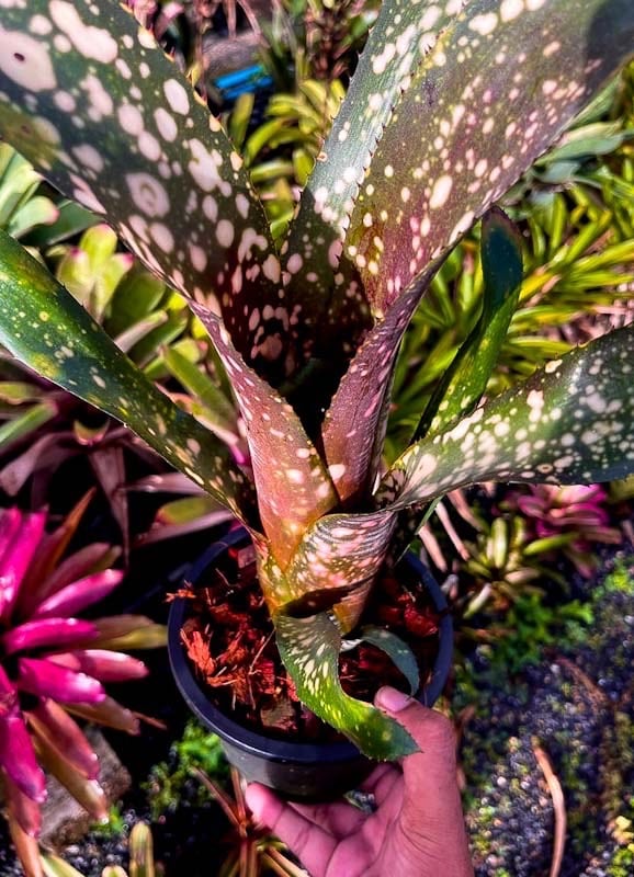 Billbergia Domingos Martins x Euphemiae｜ビルベルギアの一株