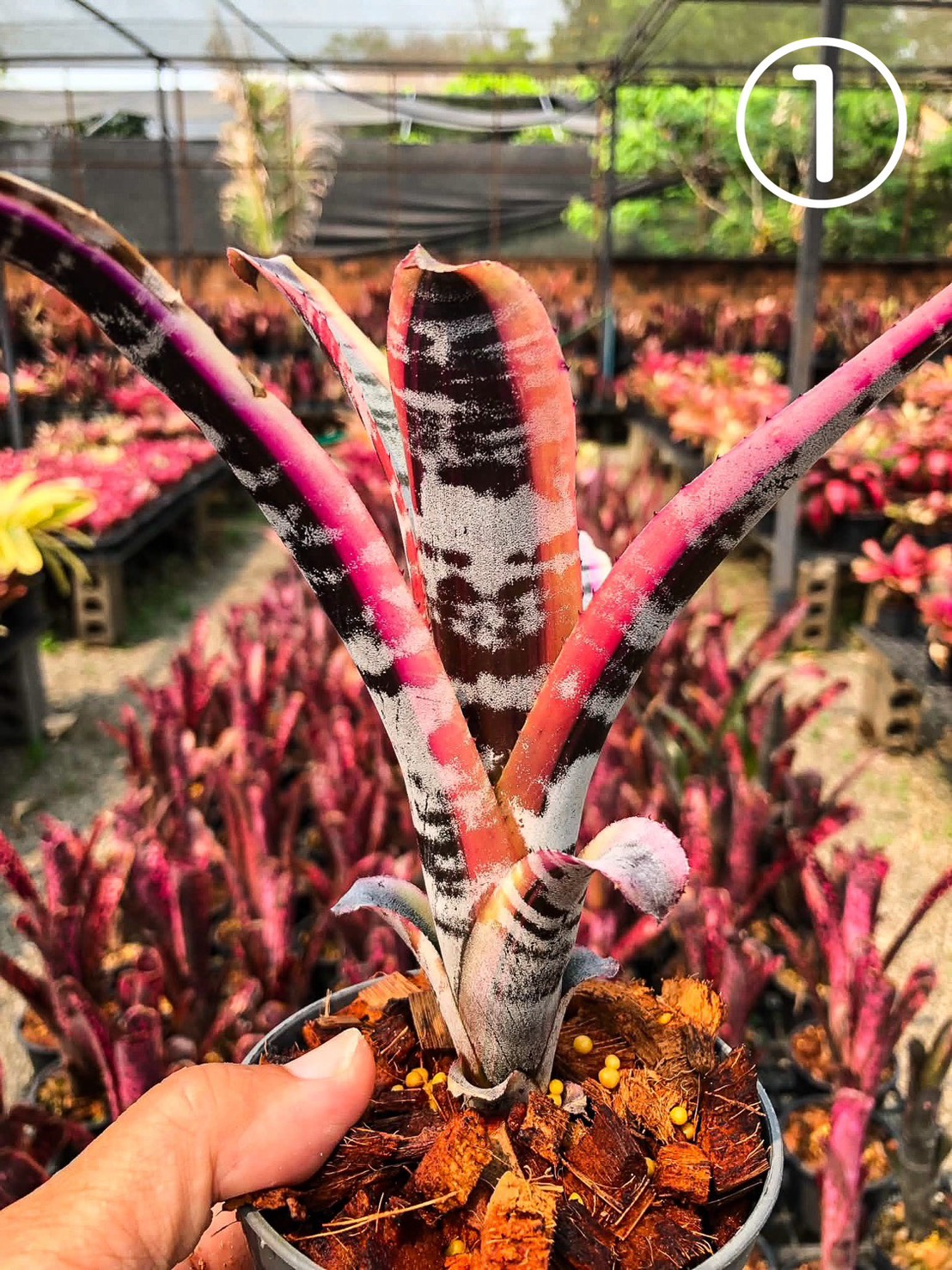 エクメア オットー Aechmea Otto｜ブロメリア タンク系 観葉植物 Otto
